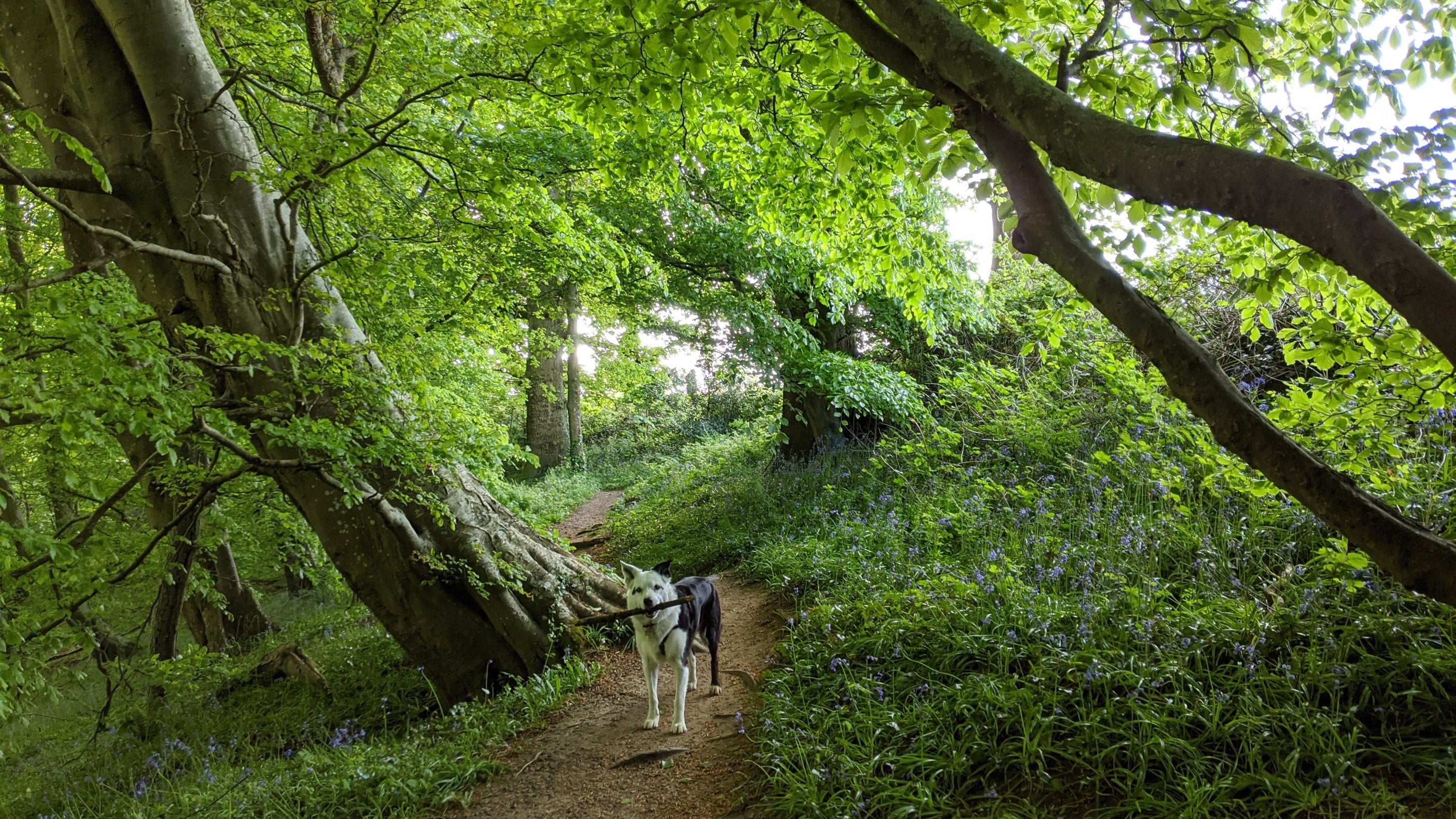 A dog with a stick in its mouth on a path through spring woodland