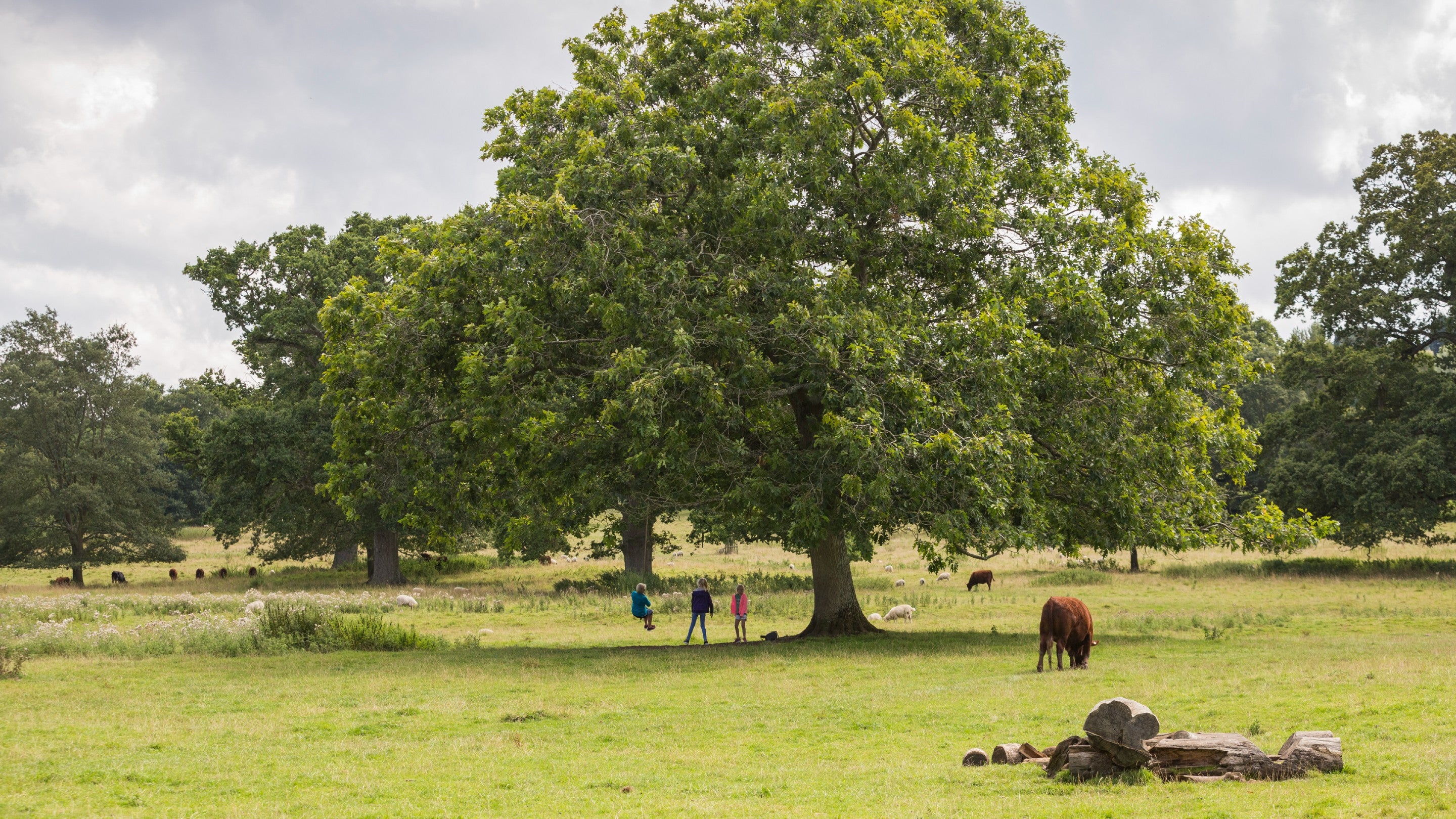 View across a parkland with grassland and trees. Cow in the foreground and a family playing on a swing on the tree in the centre.