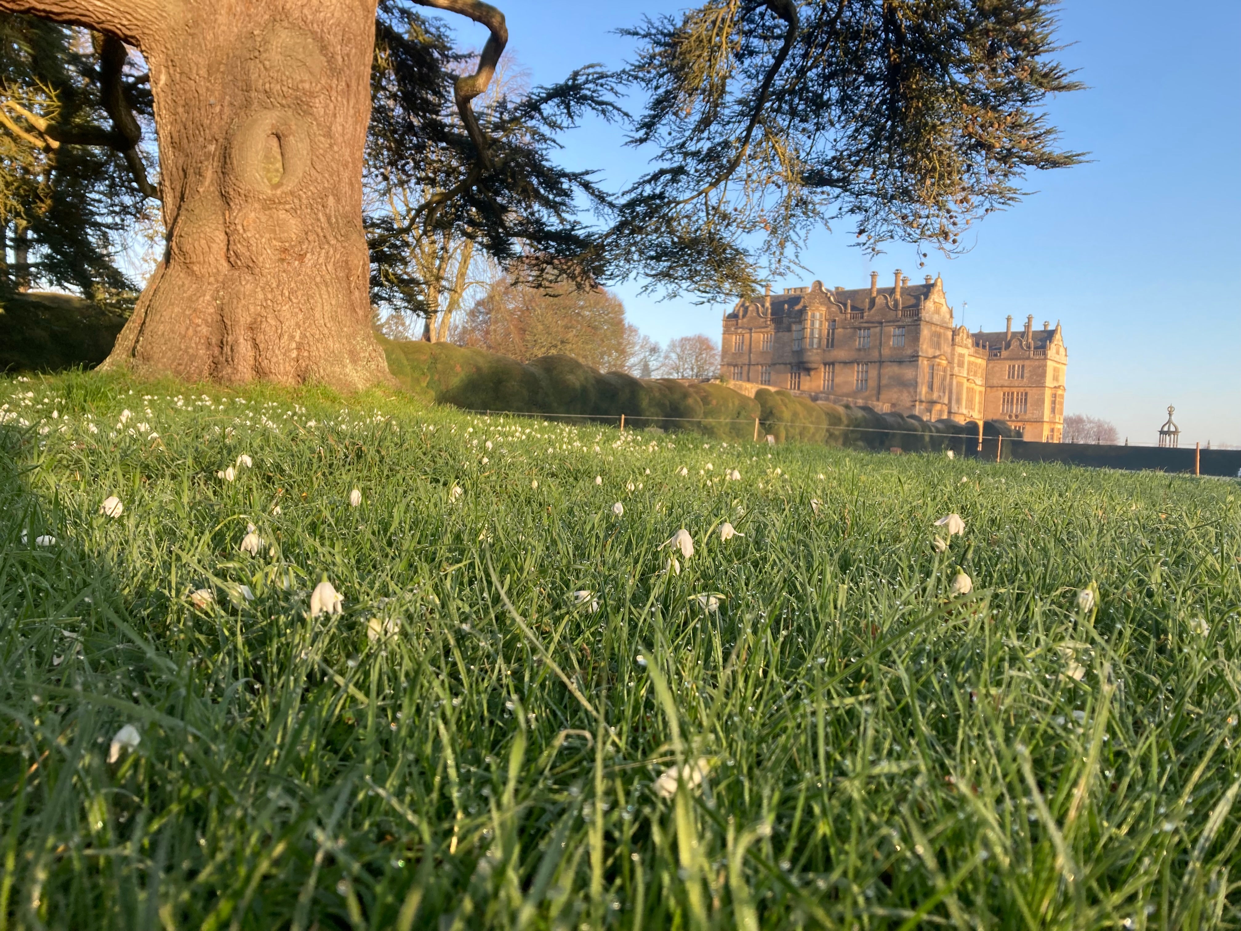 Snowdrops emerging on Cedar Lawn at Montacute House