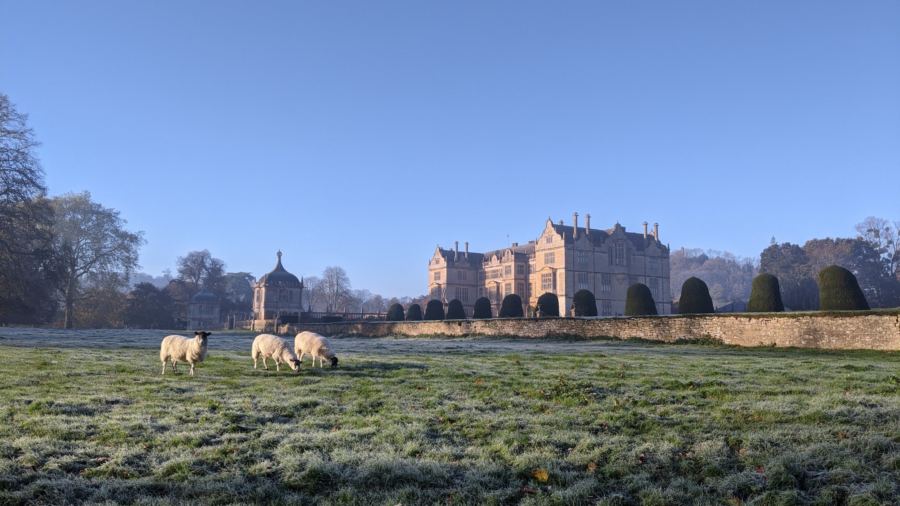 Sheep in the parkland on a frosty day, with Montacute House in the background.