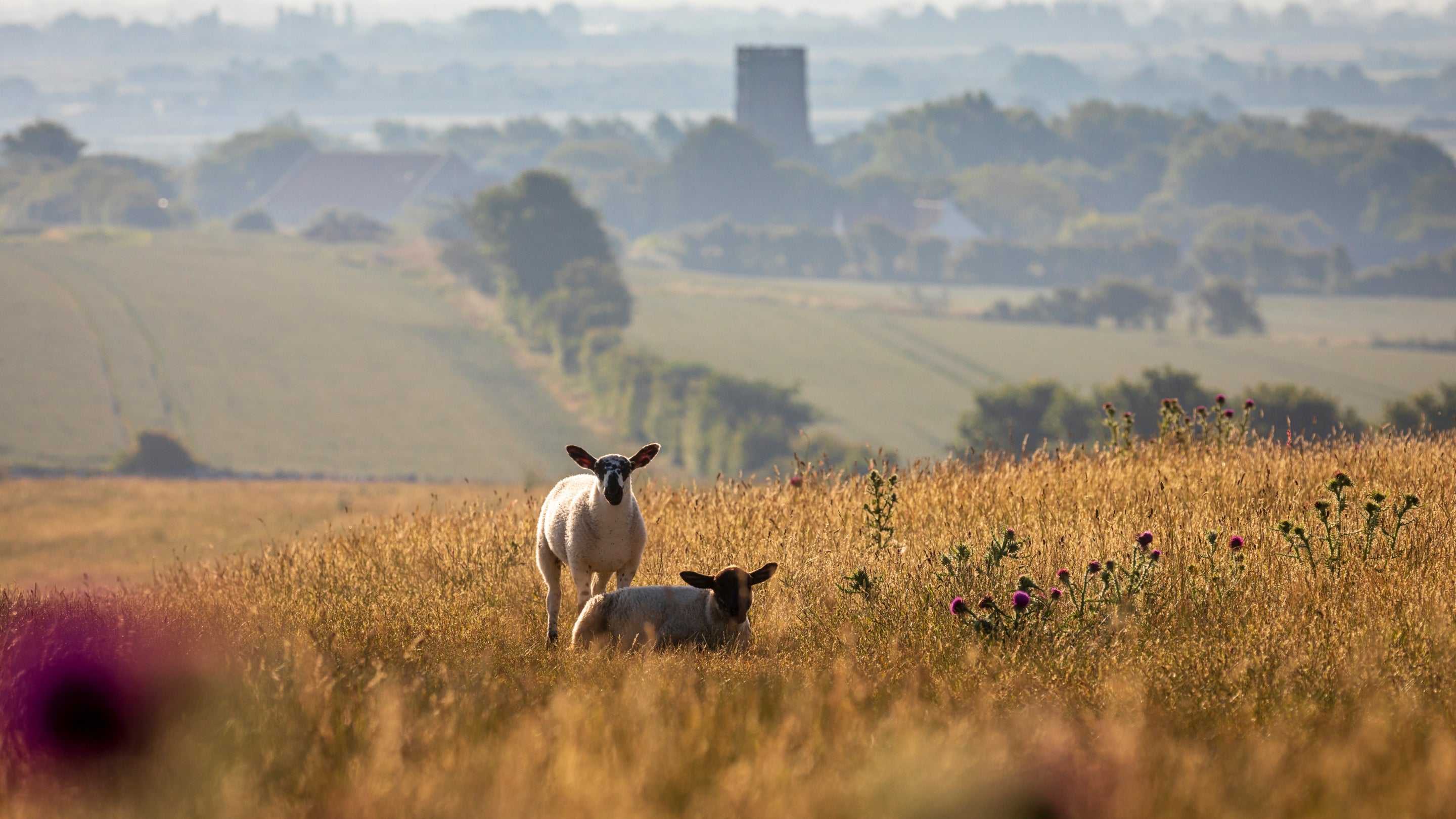 Two white sheep graze among long grass on a hill overlooking a misty green valley