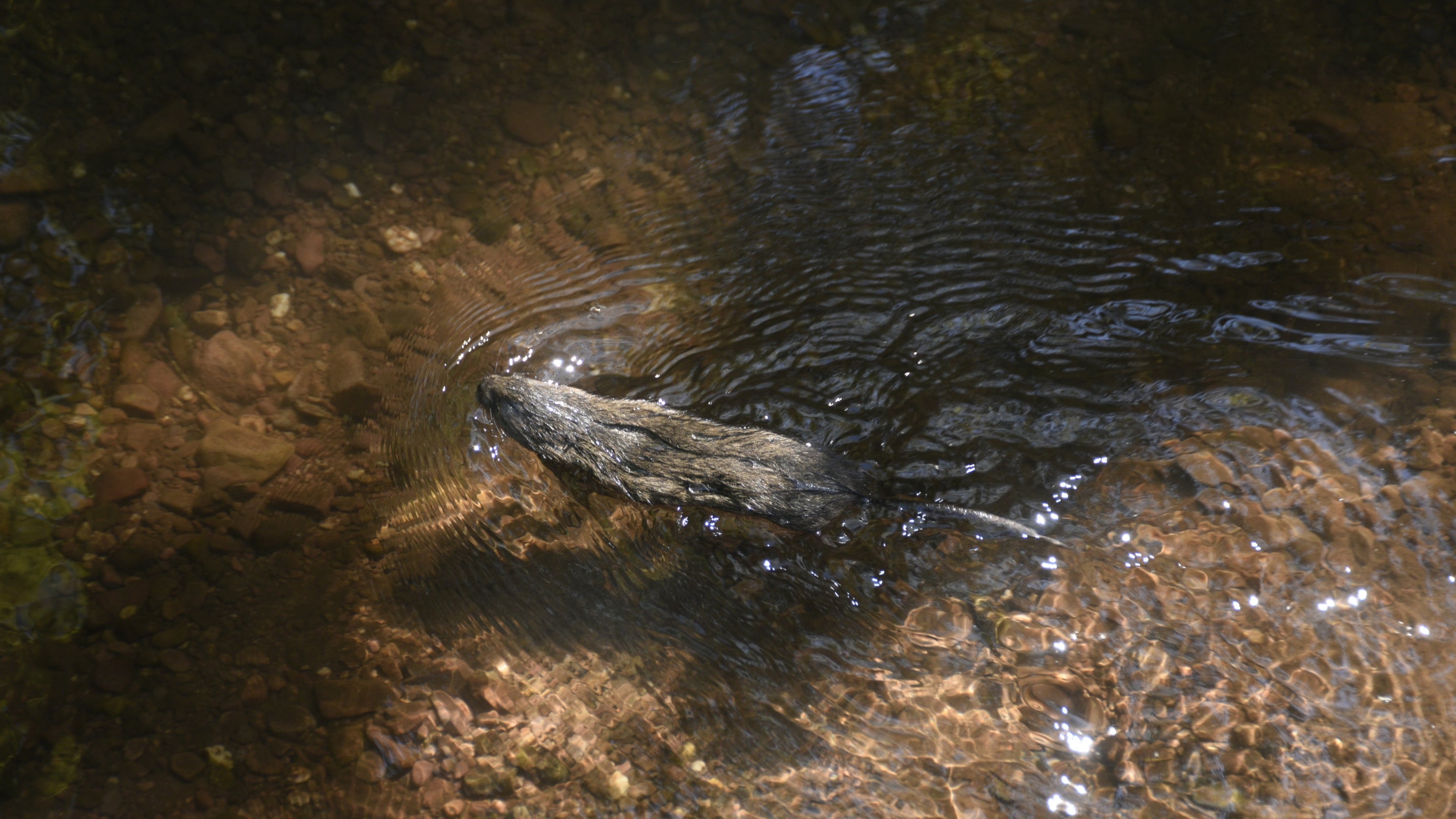A water vole swimming in clear river water