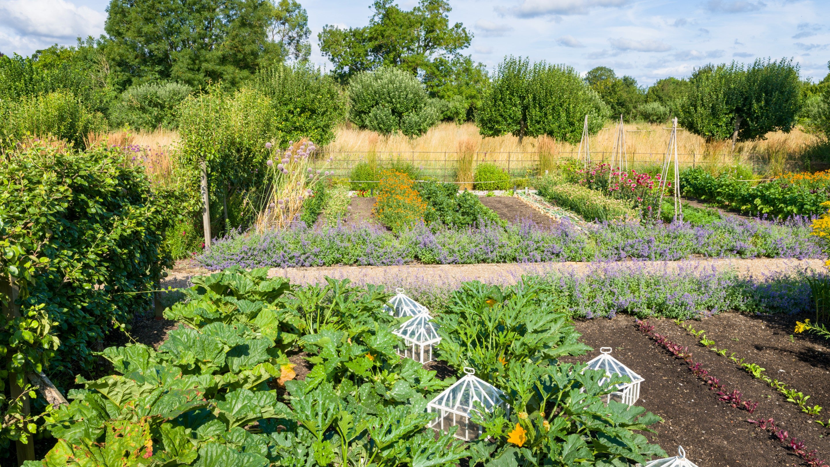 Row of vegetables in the Kitchen Garden at Tintinthull Garden