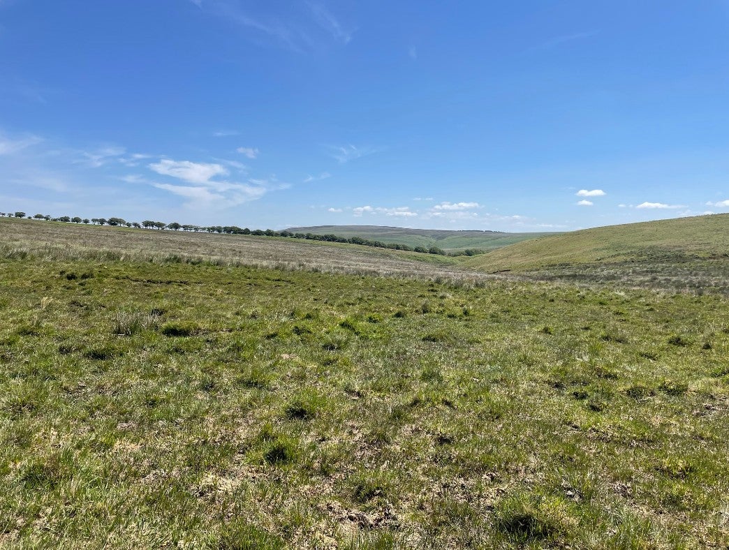 Peatland on the Holnicote Estate before restoration