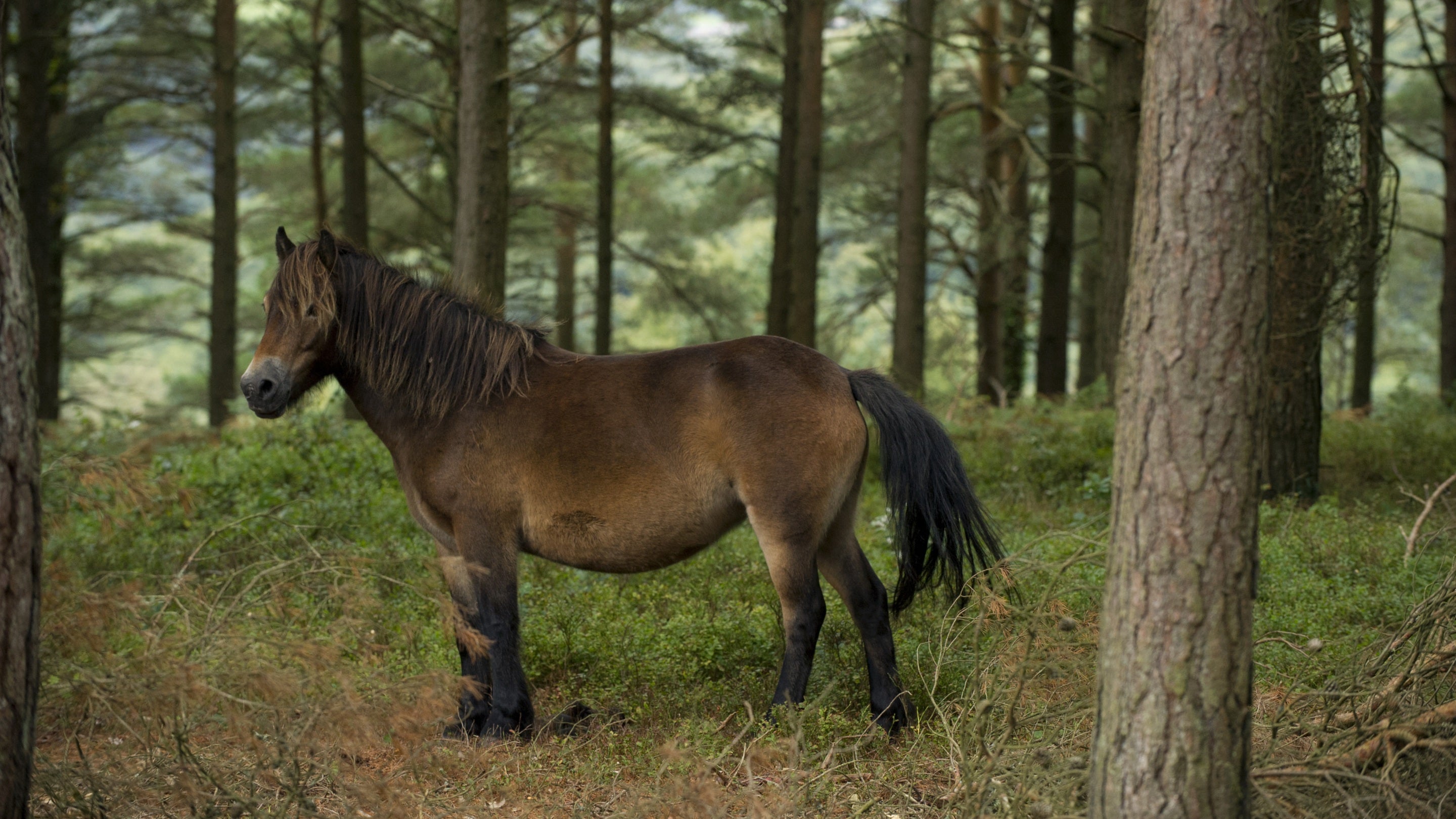 A bay Exmoor pony in the woods near Webber's Post on the Holnicote Estate, Exmoor, Somerset