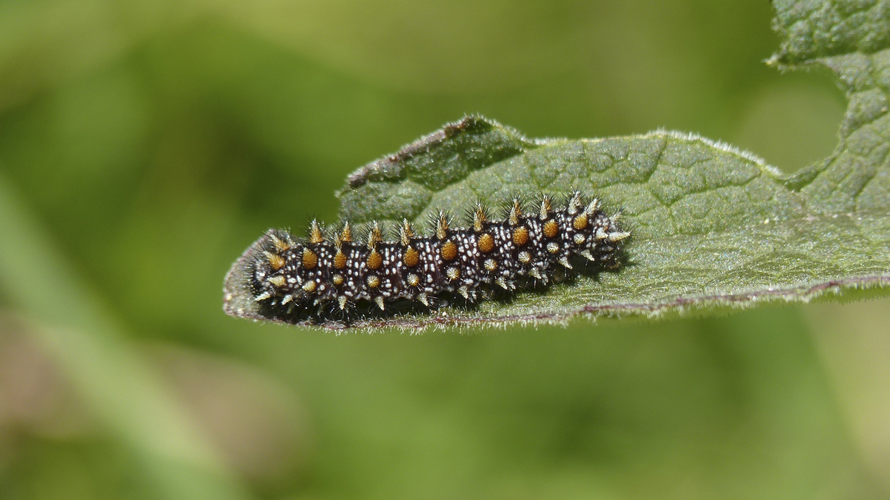 Heath Fritillary butterfly larva