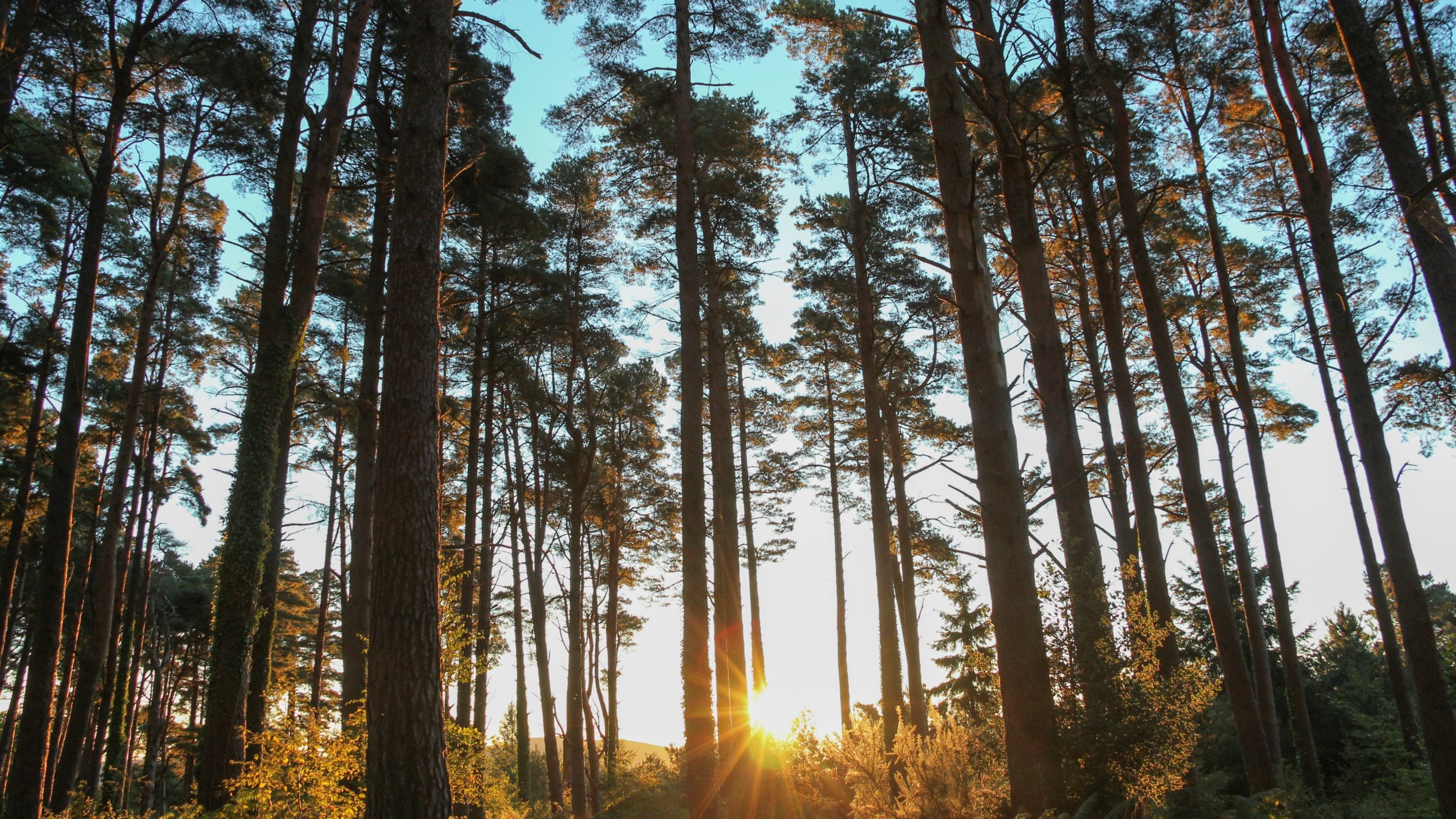 Sunrise at Webbers Post, Holnicote Estate, Somerset