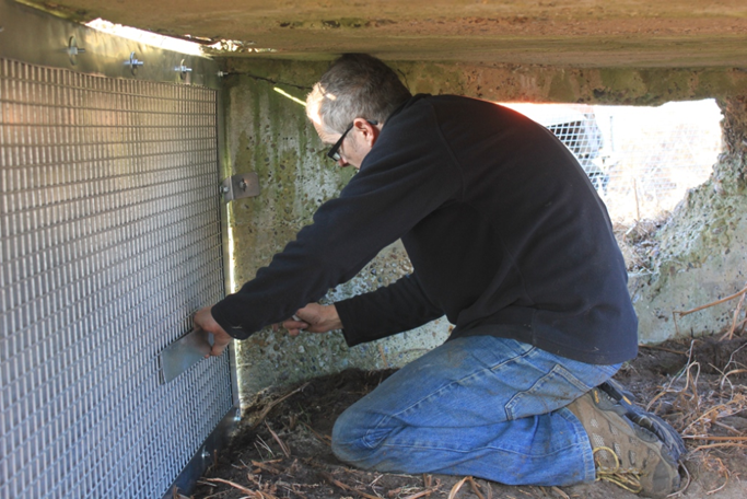Richard Gilbert kneeling inside a Second World War pillbox as he affixes panels to transform it into a bat hibernaculum at Dunwich Heath