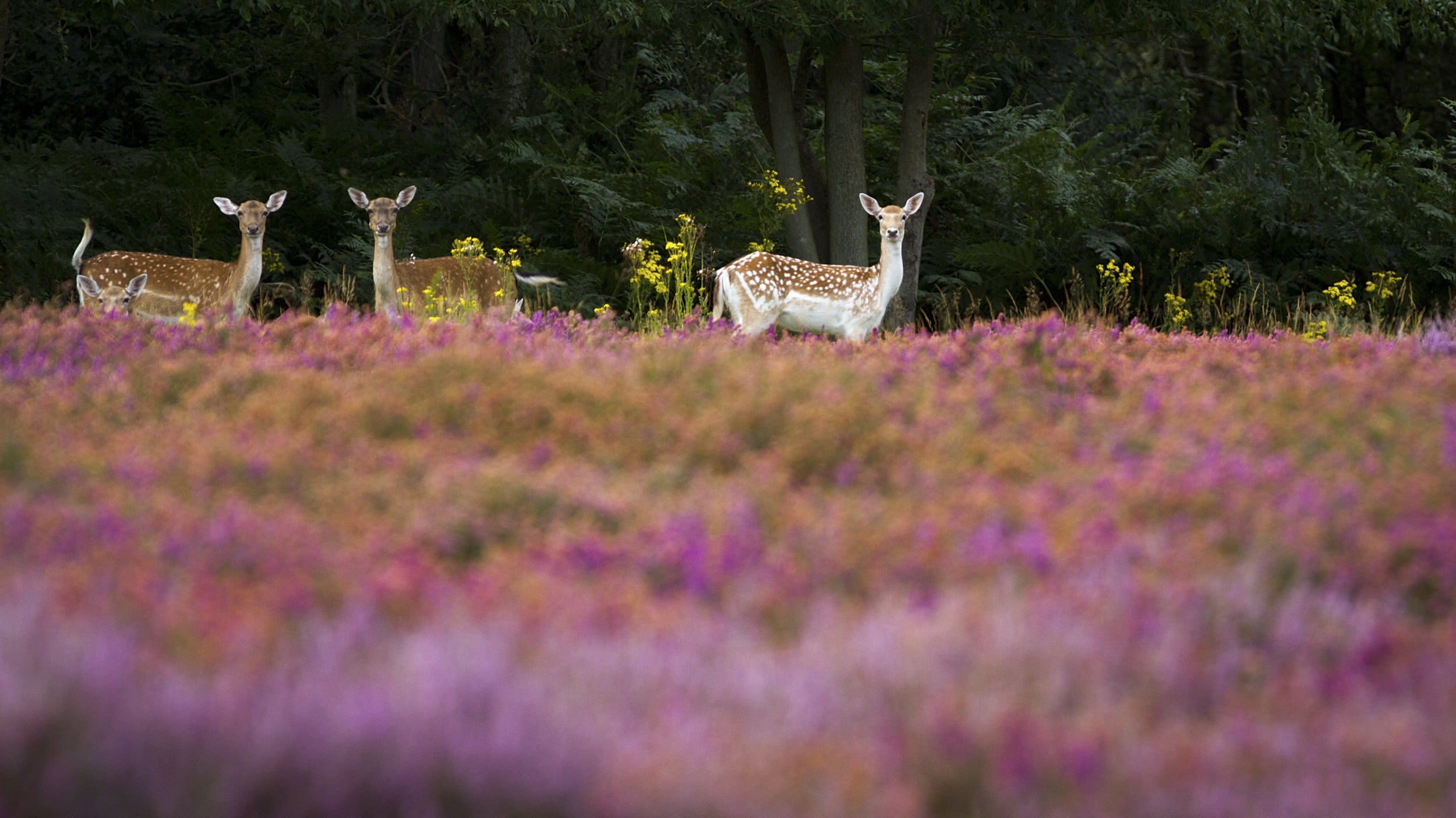 A herd of fallow deer standing in the heather at Dunwich Heath