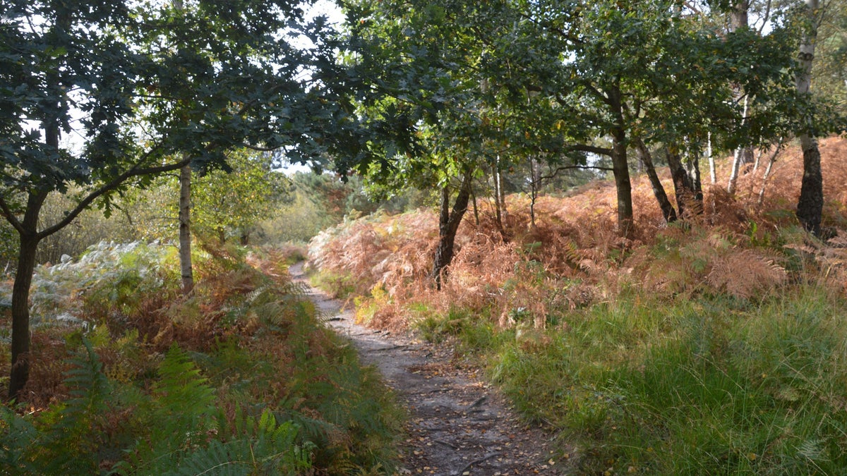 Dunwich Heath grey trail National Trust