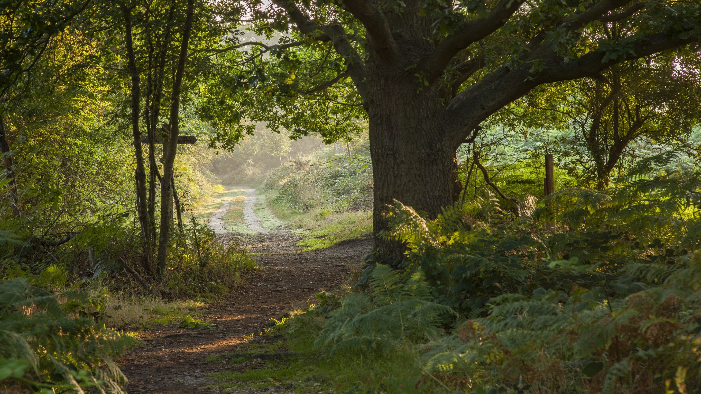 Forest path, Dunwich Heath, Suffolk