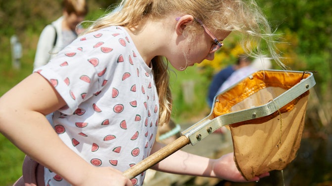 Girl inspecting net while pond dipping