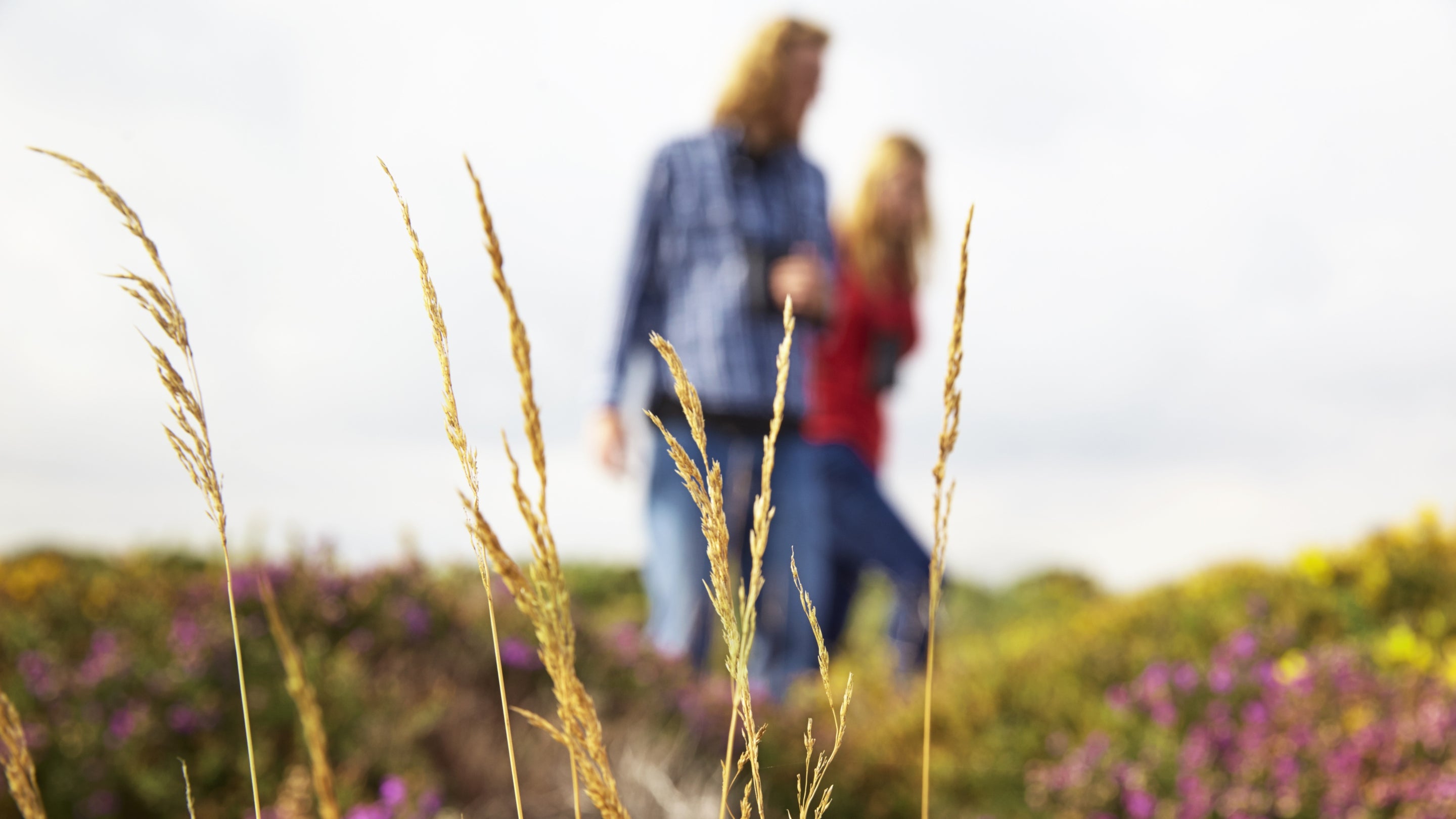 A couple out walking on Dunwich Heath and Beach, Suffolk, with grass in focus in the foreground and heather appearing blurred in the background
