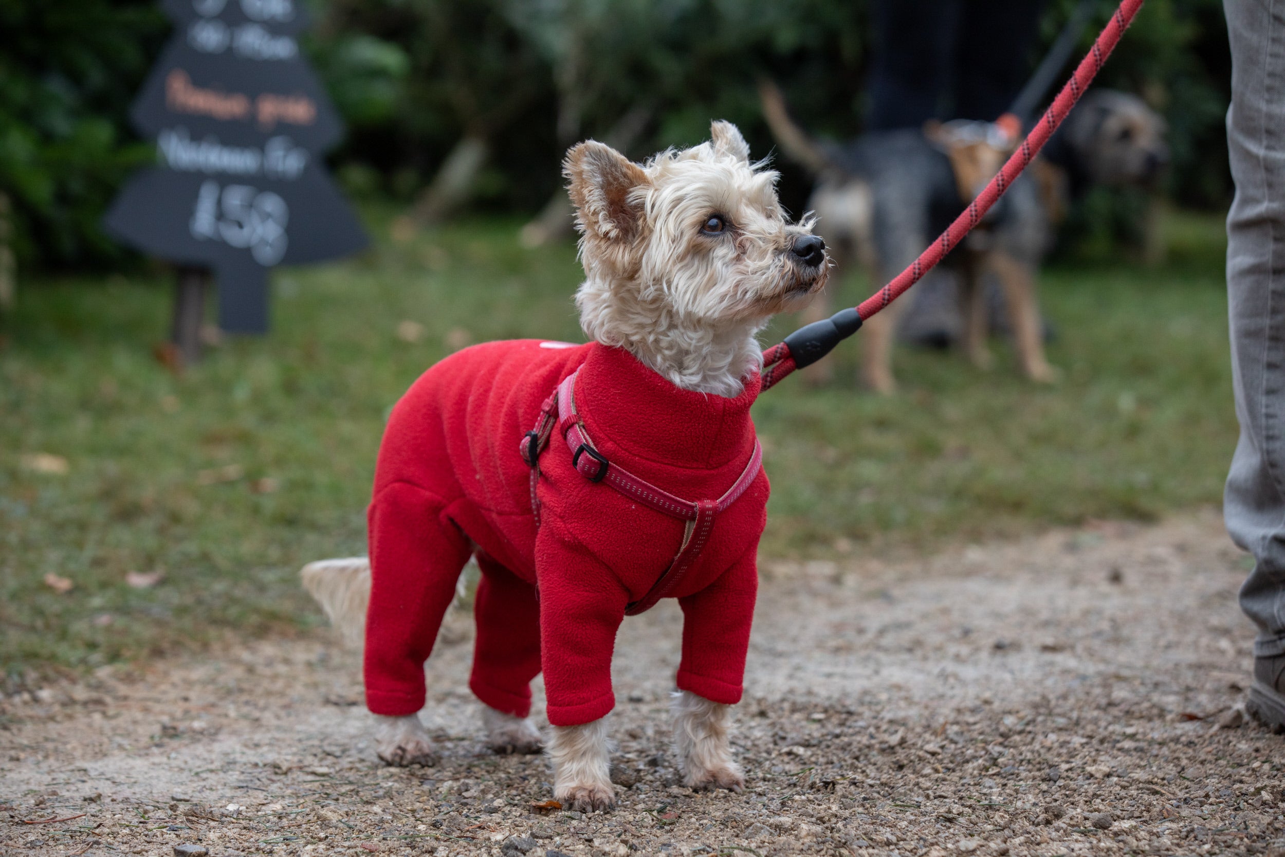 A white terrier dog wearing a red jumper while on a walk outside