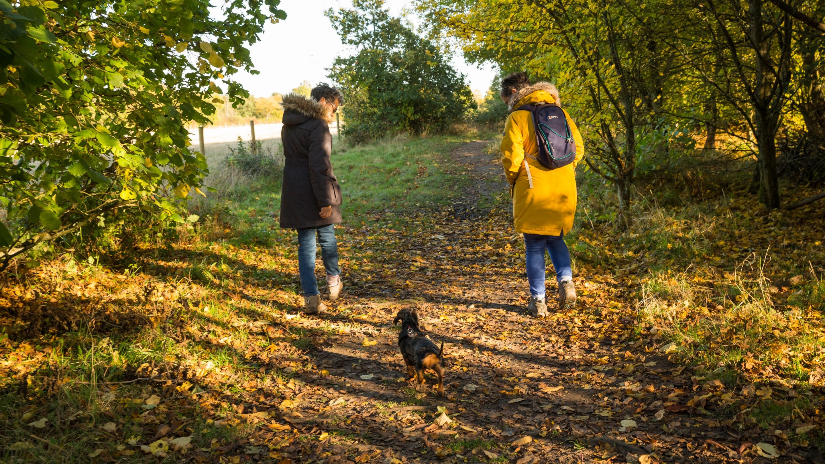 Dog walkers in autumn at Flatford, Suffolk