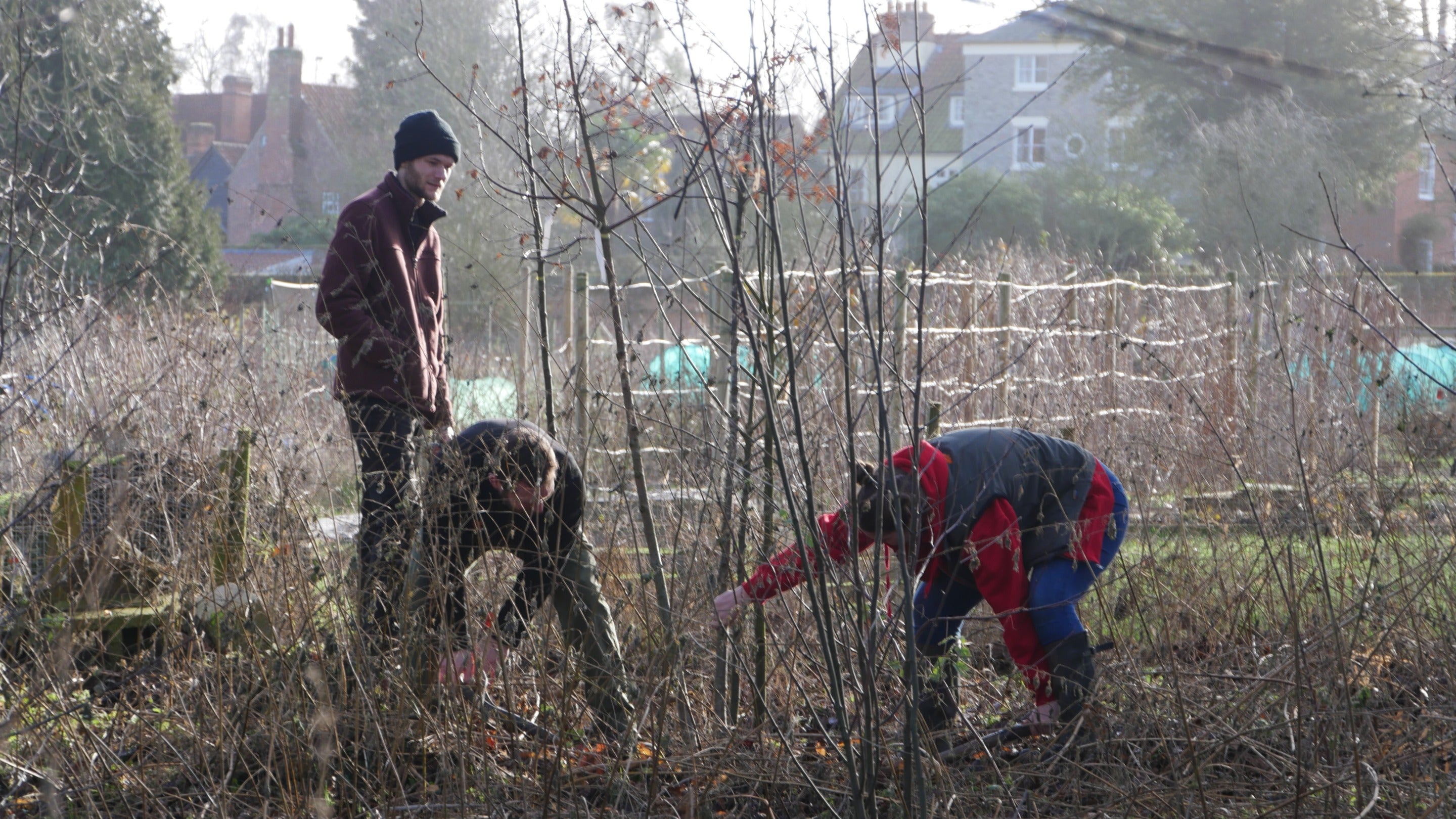 Three staff members working in the tree nursery work at Dedham Vale, Essex.