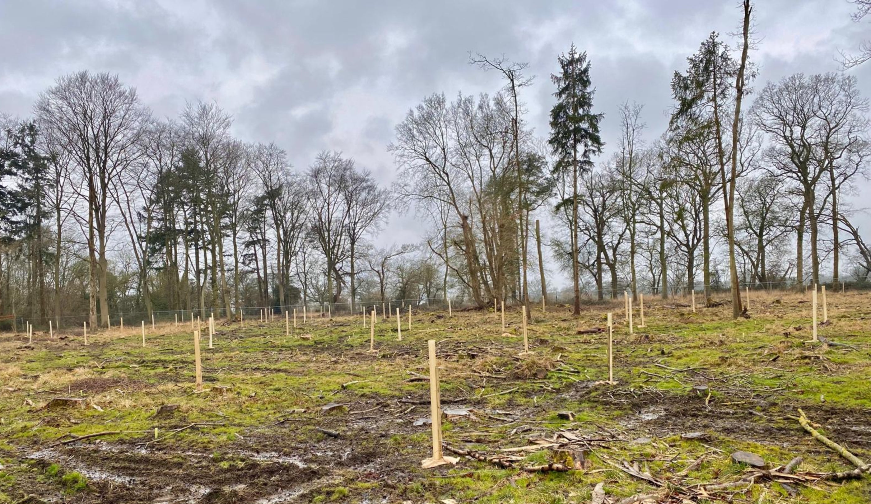 1200 trees planted at Horsepool wood at Ickworth Estate