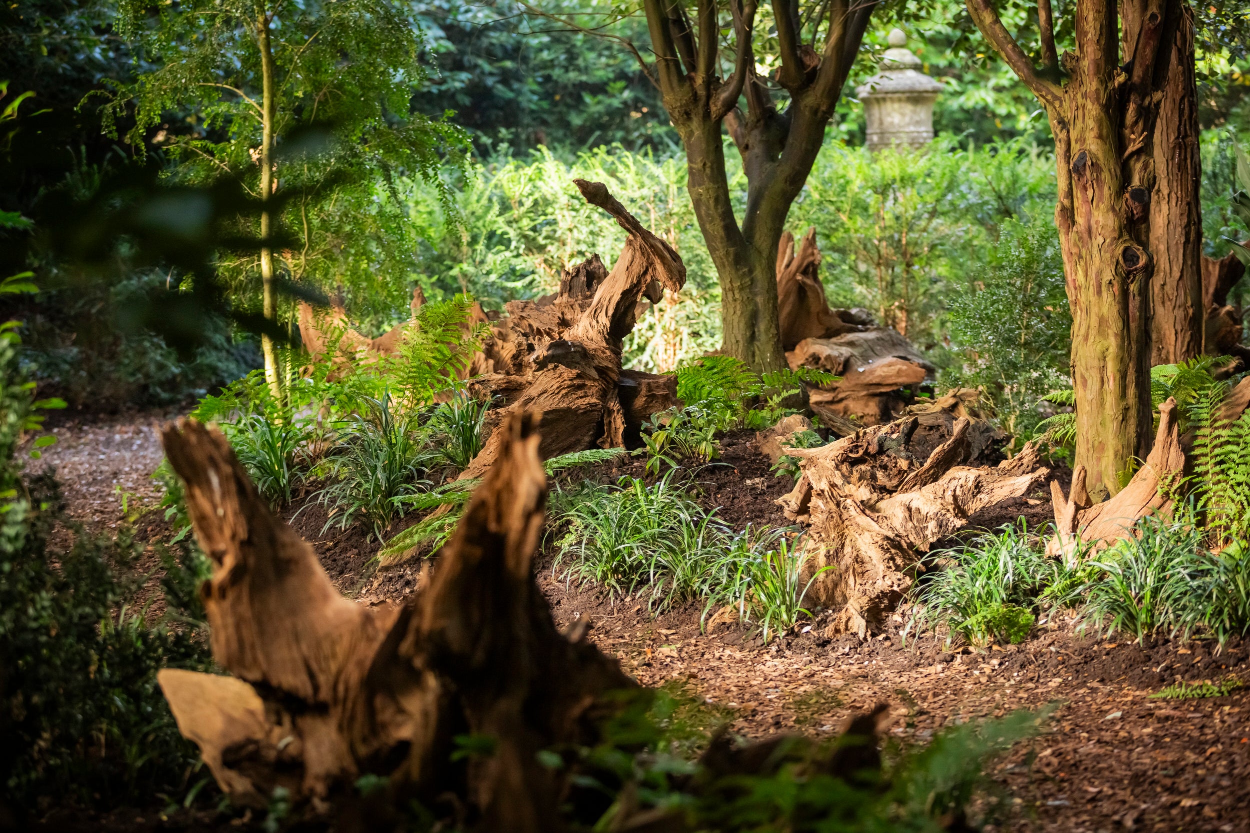 A view of the Stumpery with autumn light streaming through the trees