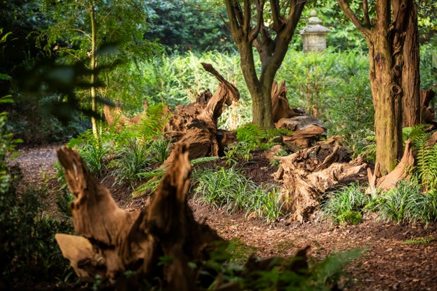 A view of the Stumpery with autumn light streaming through the trees