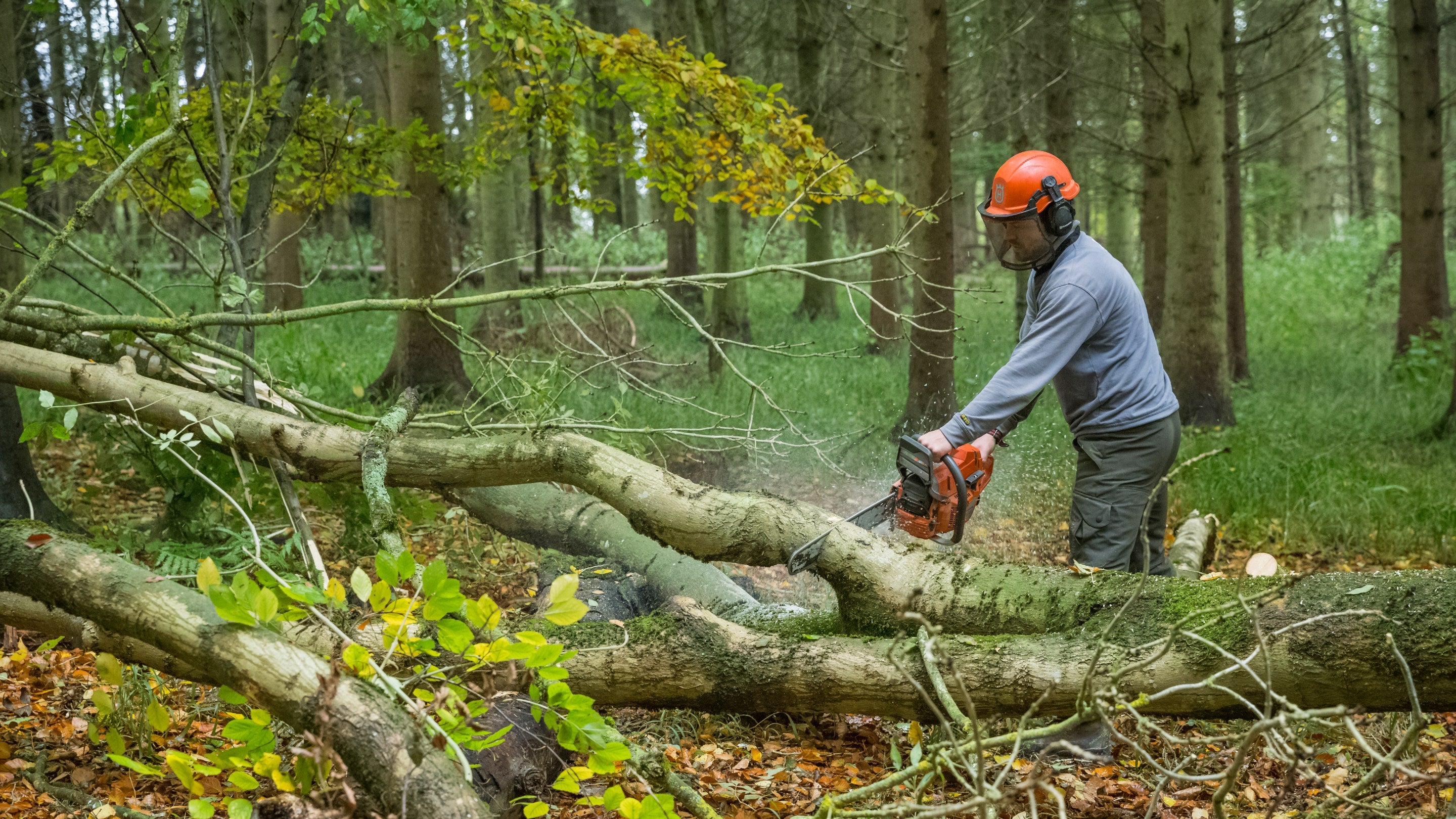 Ash dieback and felling on the Ickworth Estate, Suffolk
