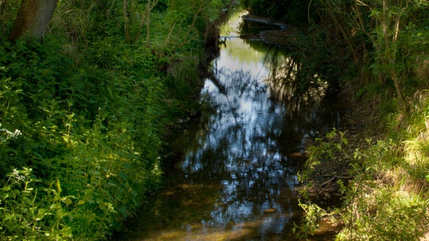 A photograph of the River Linnet