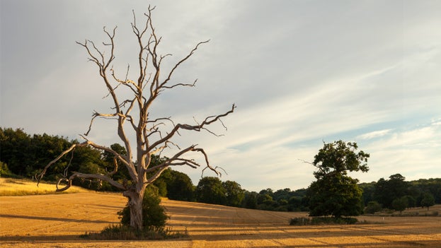 Two trees standing in a field which has been harvested of its crop