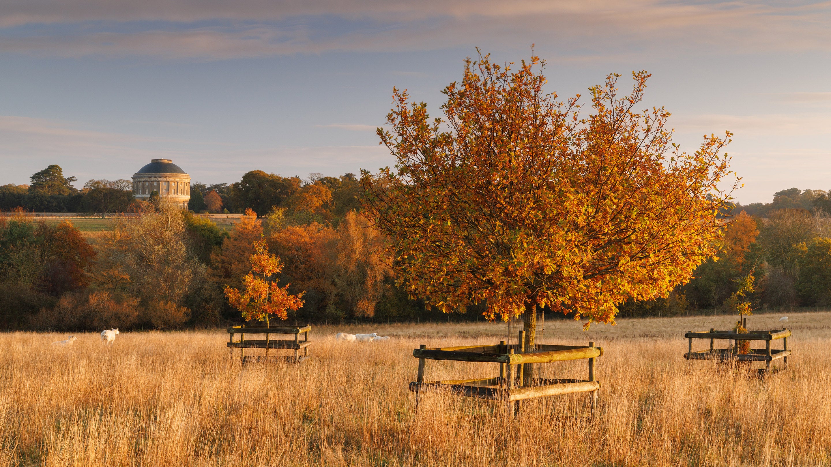 Three trees individually fenced in a long grass meadow with the rotunda in the far distance. All the trees are in autumn leaf and the light is late afternoon golden colour