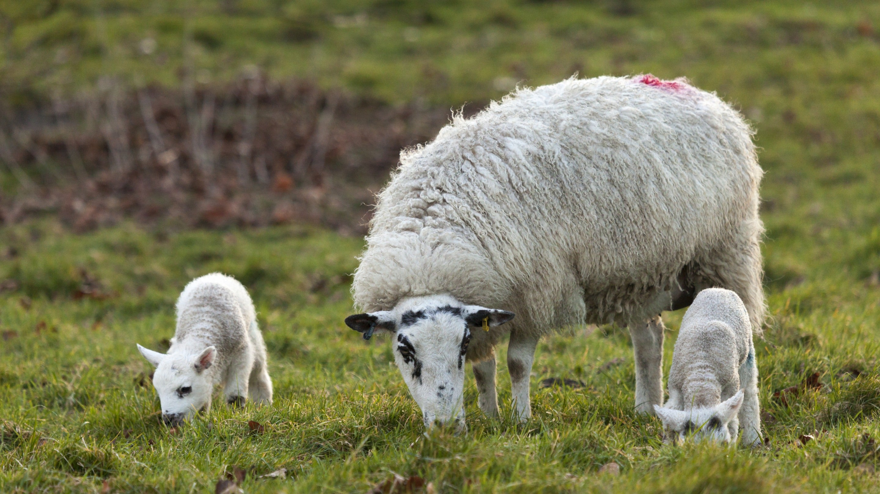 Sheep and two lambs grazing in the field in March at Ickworth, Suffolk