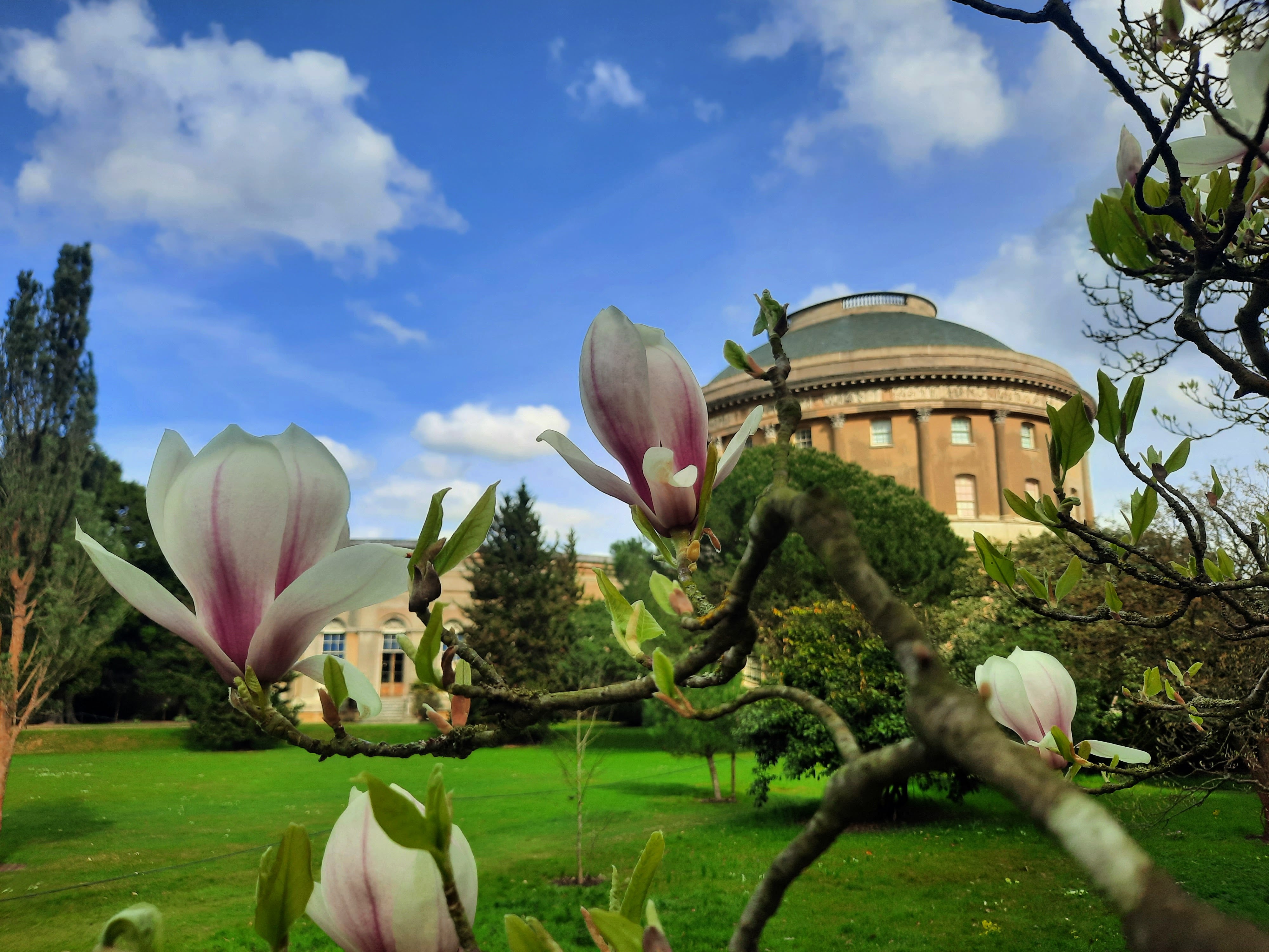 Magnolia blooms in the Italianate Garden with a view of Ickworth Rotunda in the background