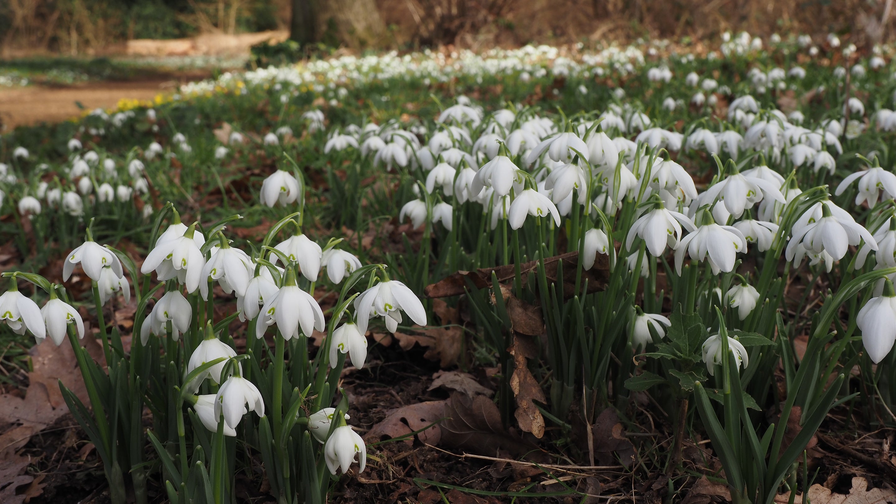 A carpet of white snowdrops with a path and trees seen behind