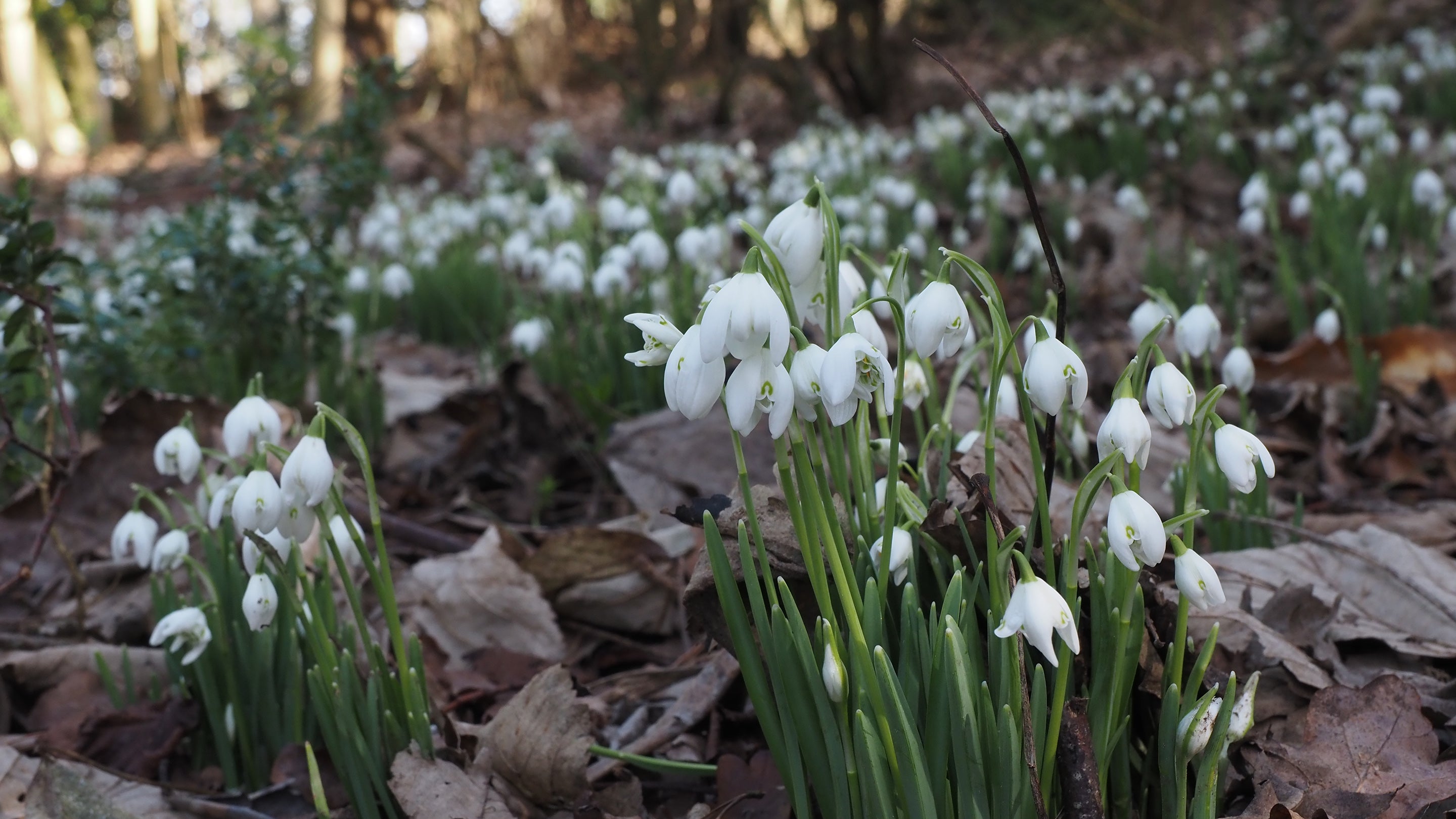 A bank of white snowdrops with the base of trees visible behind