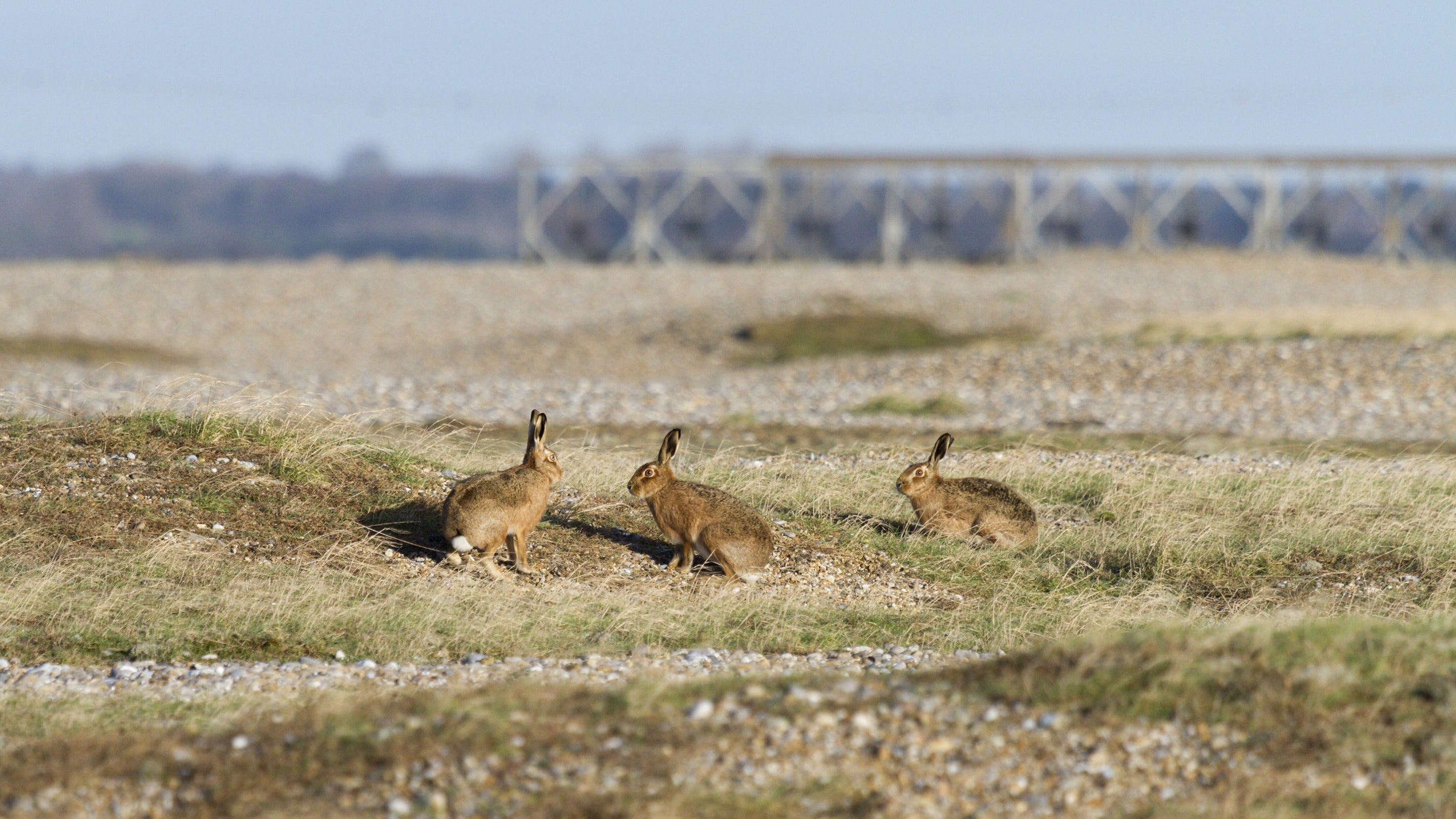 A group of three brown hares sit close to each other on the shingle at Orford Ness Nature Reserve.
