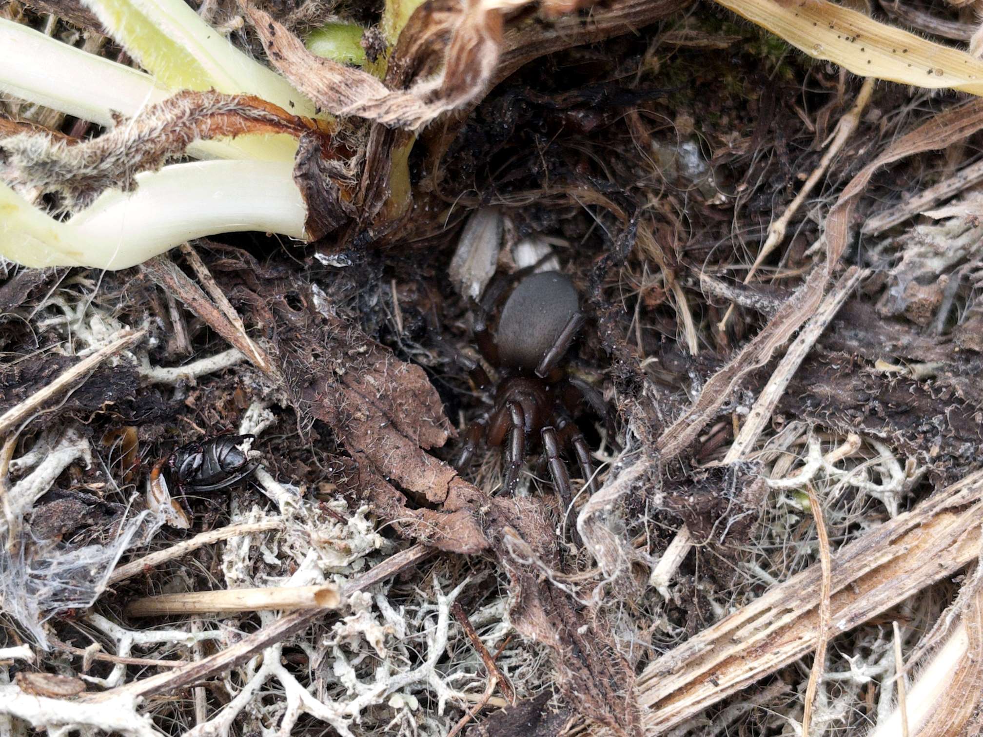 Close up of a black gnaphosa lugubris spider at Orford Ness