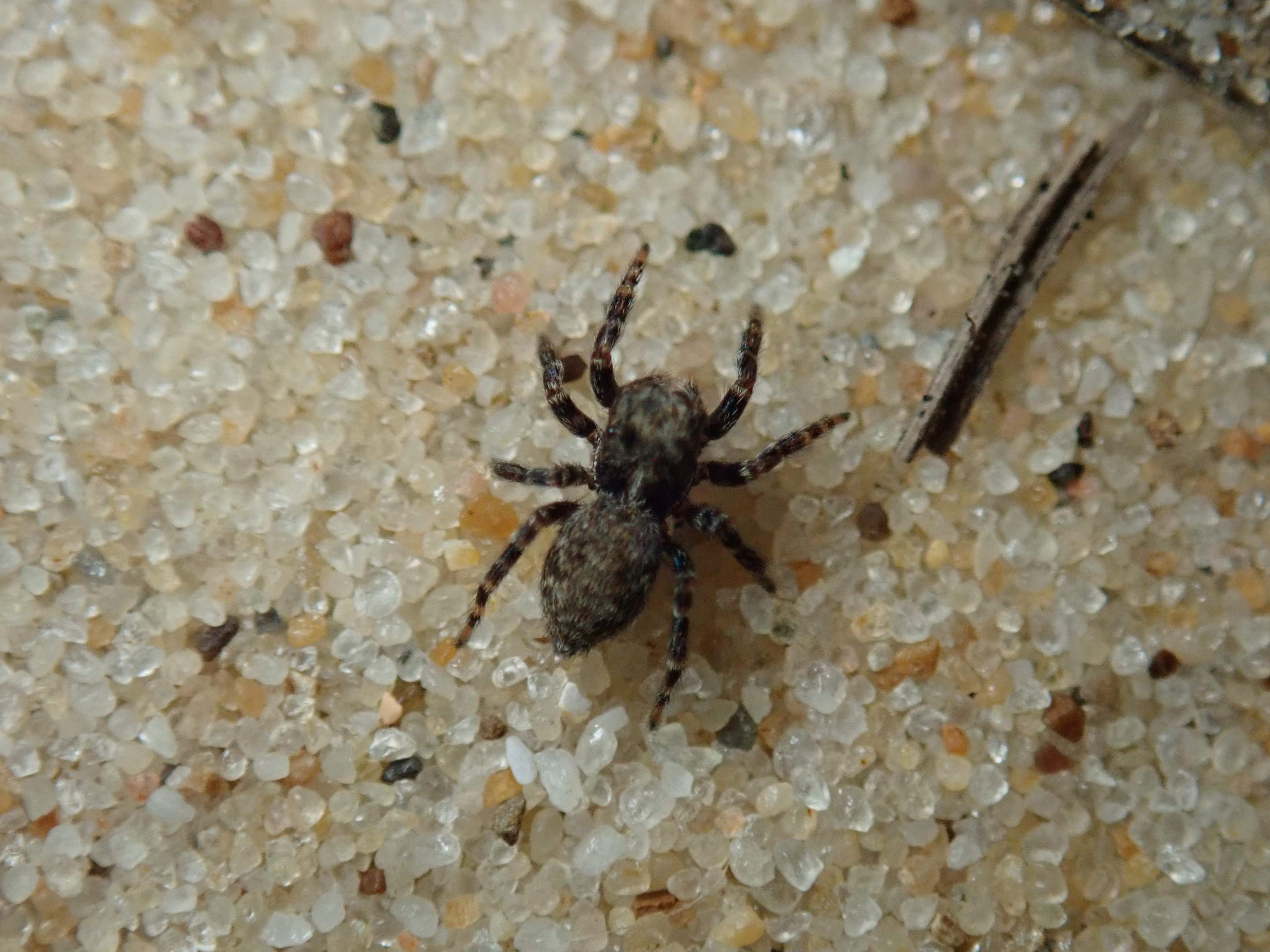 Close up of the nationally scarce Pseudeuophrys obsoleta