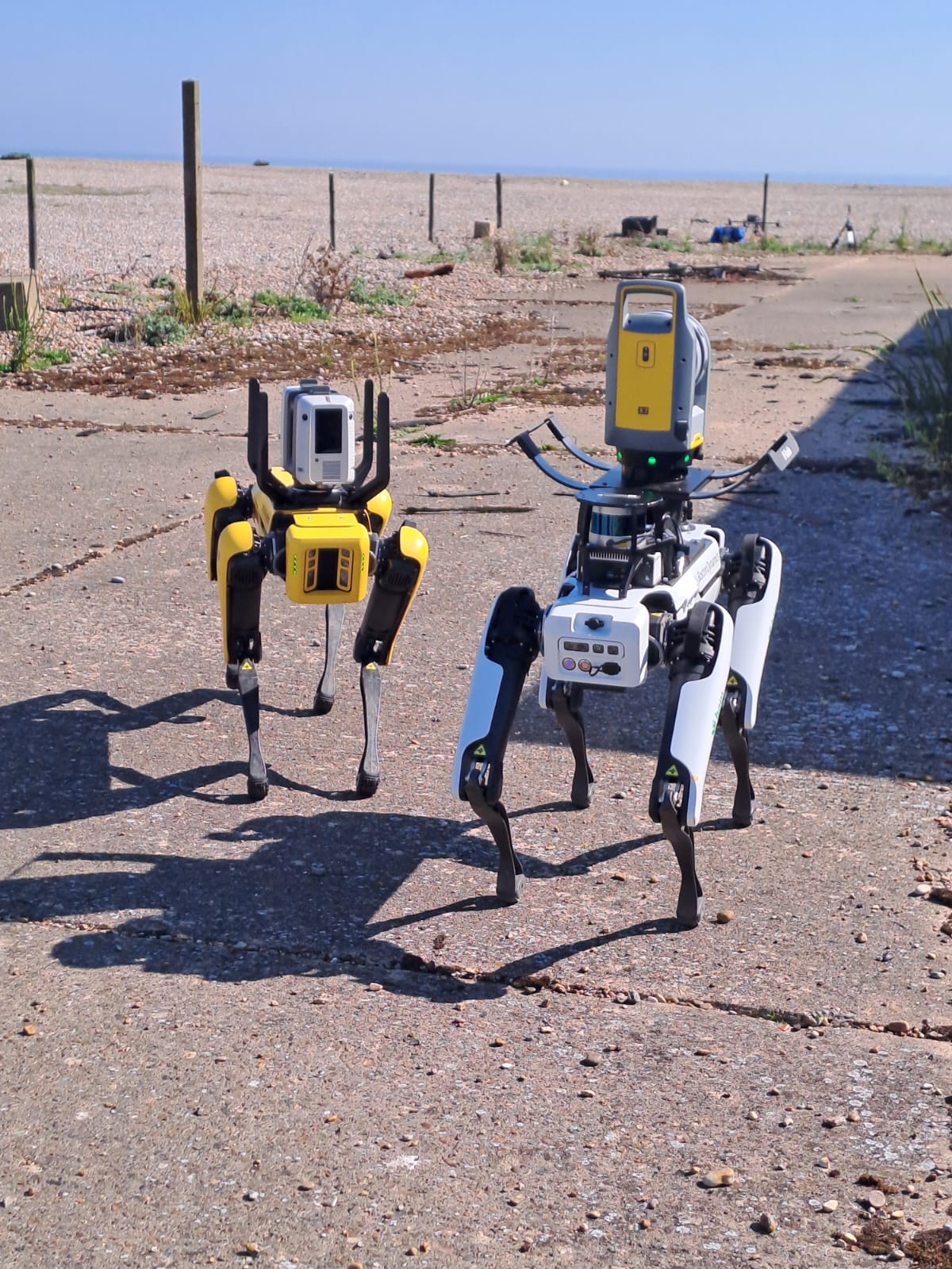 A white robotic 'dog' stood beside a yellow robotic 'dog' outside the concrete pagodas on Orford Ness