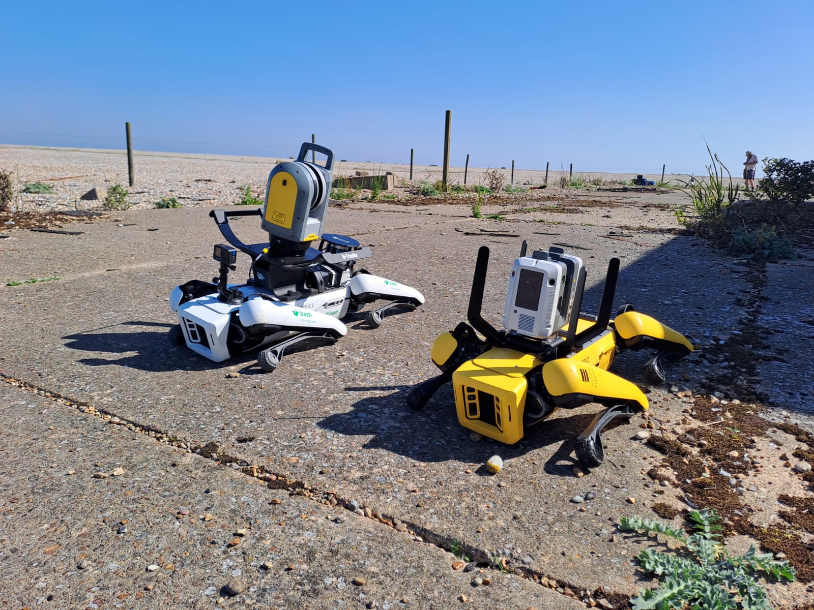 Two robots that resemble dogs sitting down in the sunshine outside one of the concrete pagodas at Orford Ness.