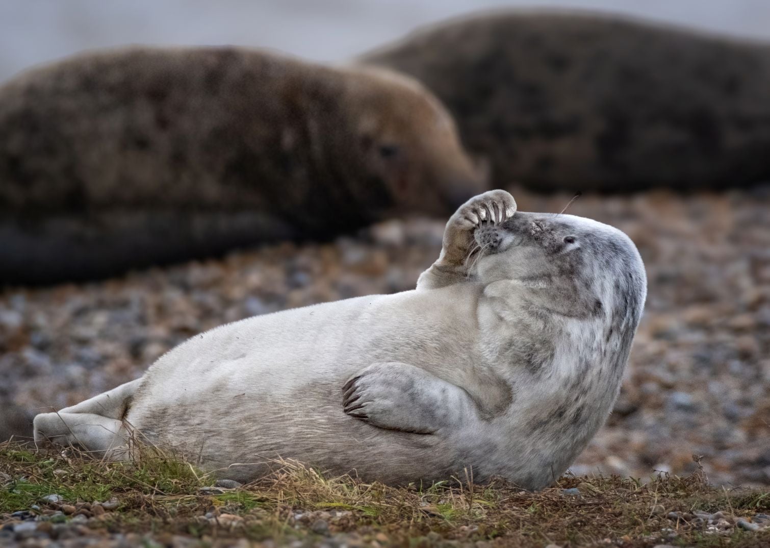 A slightly moulted grey seal pup 'holding' its head in its flipper with its nose pointed to the sky as it lays on a shingle ridge