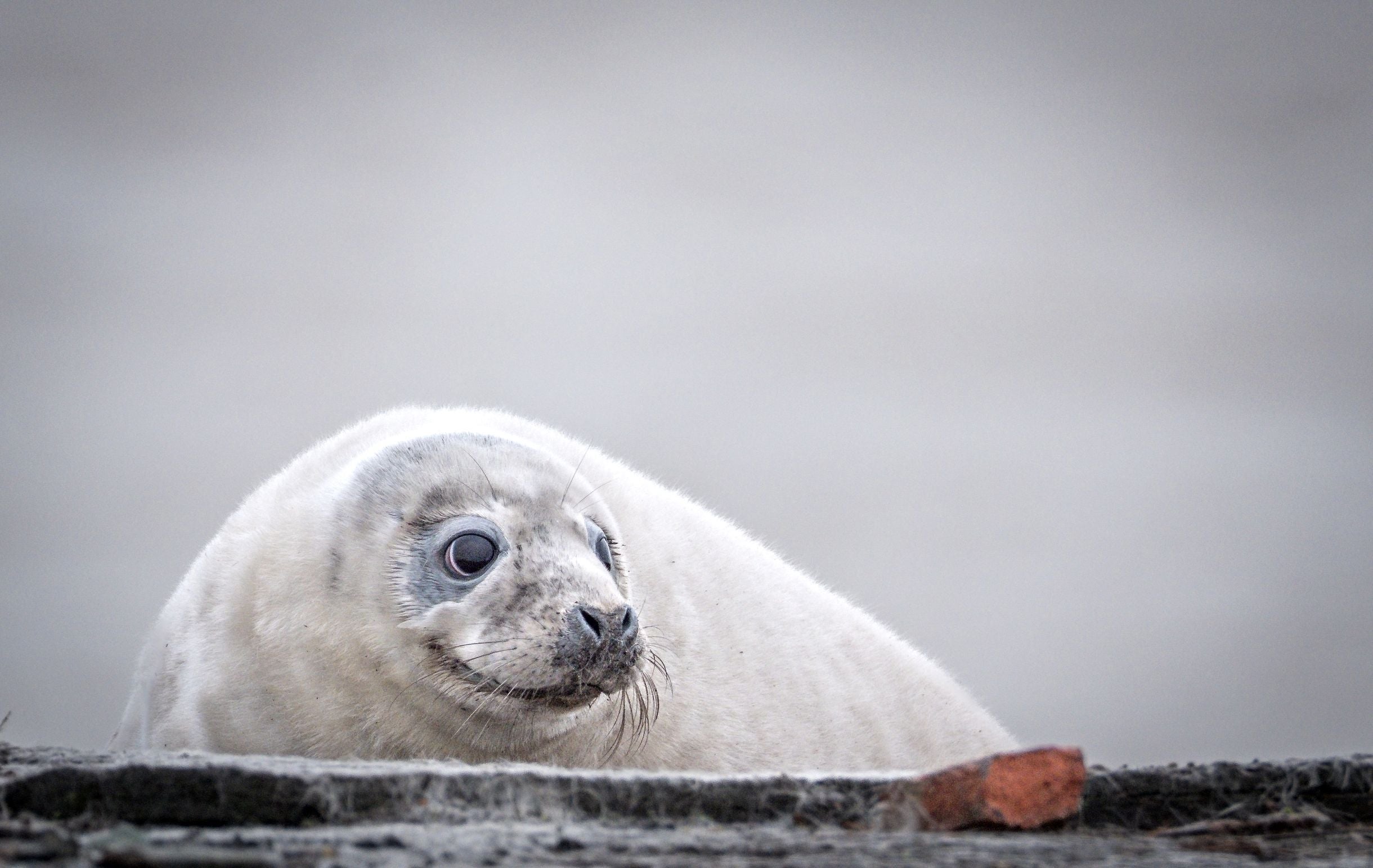 A fluffy young seal pup with a white coat resting on the concrete at Orford Ness in Suffolk, with a grey sky behind