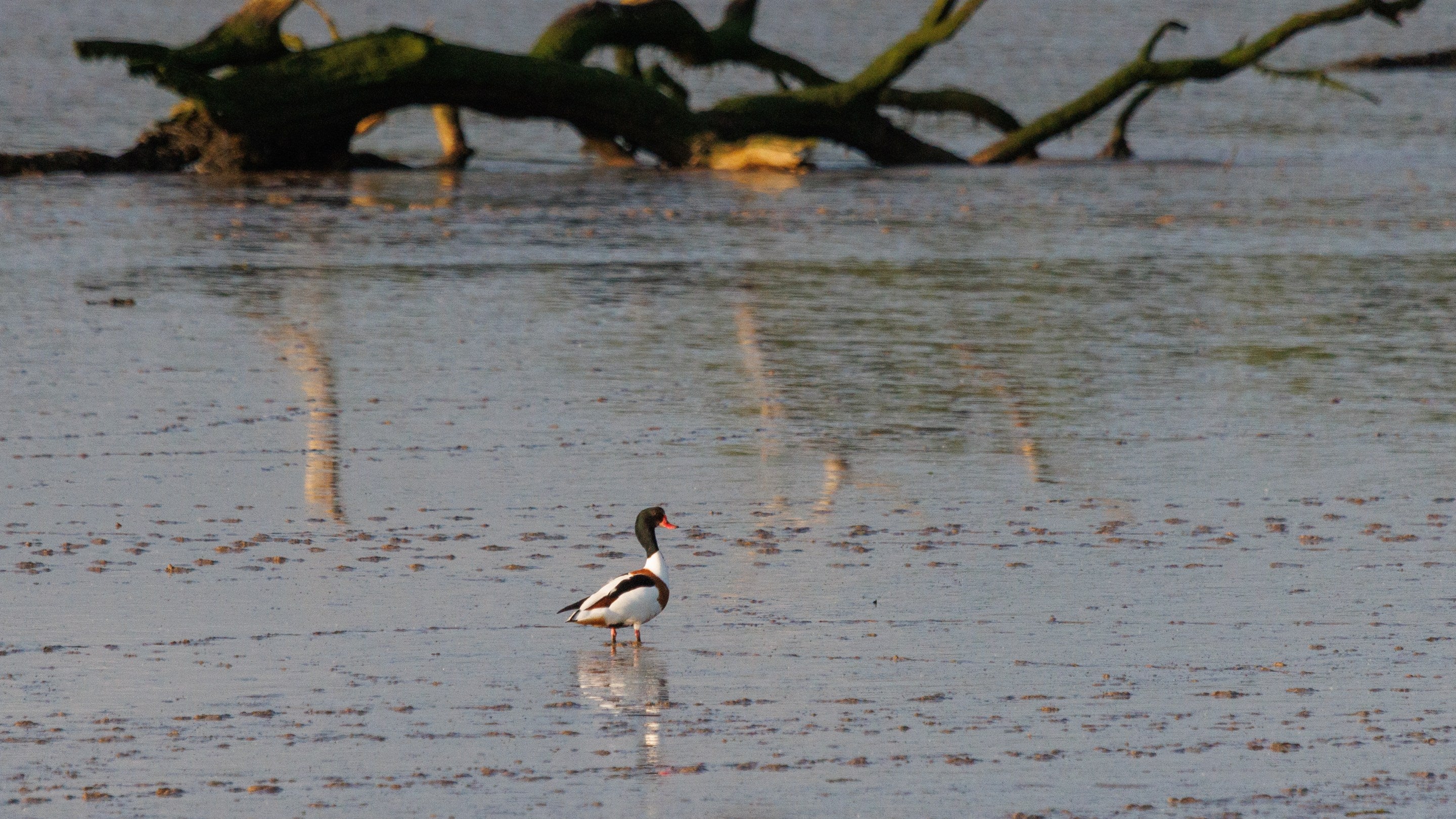 A shelduck wading through the mud on the banks of River Deben at Sutton Hoo, Suffolk, with a large tree branch reflected in the water behind it