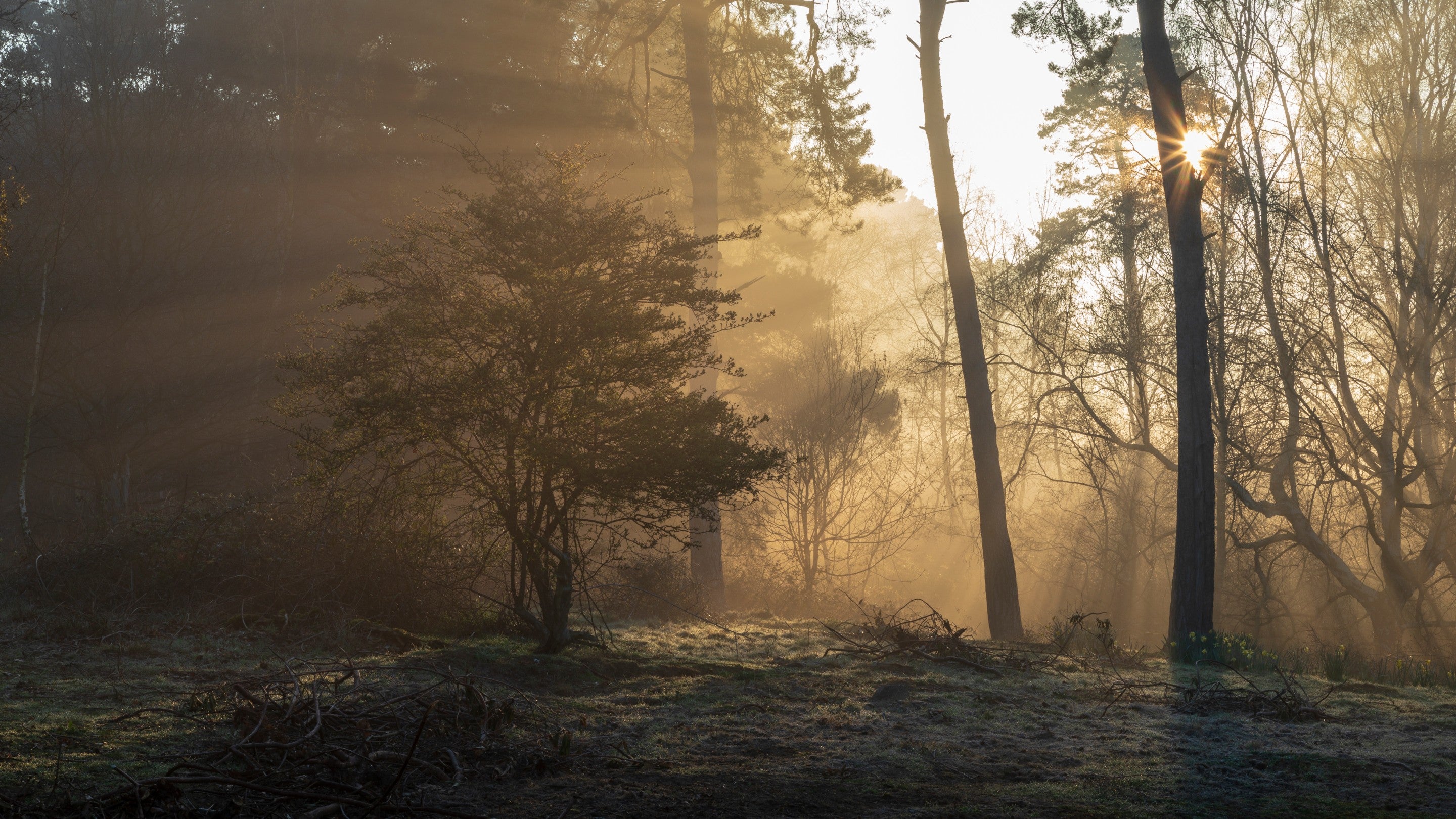 Sunlight filtering through trees in March at Sutton Hoo, Suffolk