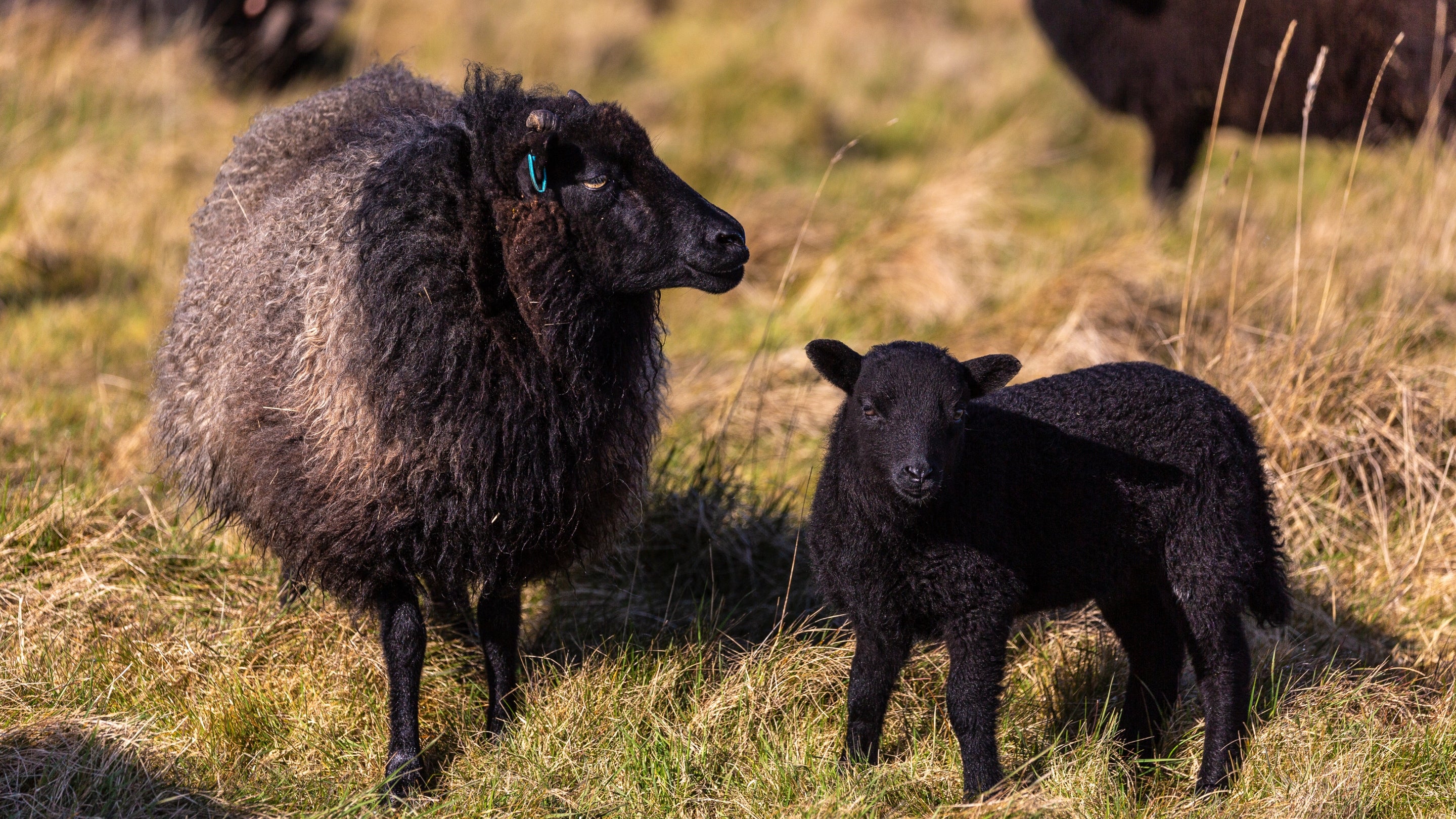 Black coloured Hebridean ewe with her young lamb on conservation grazing land on Orford Ness