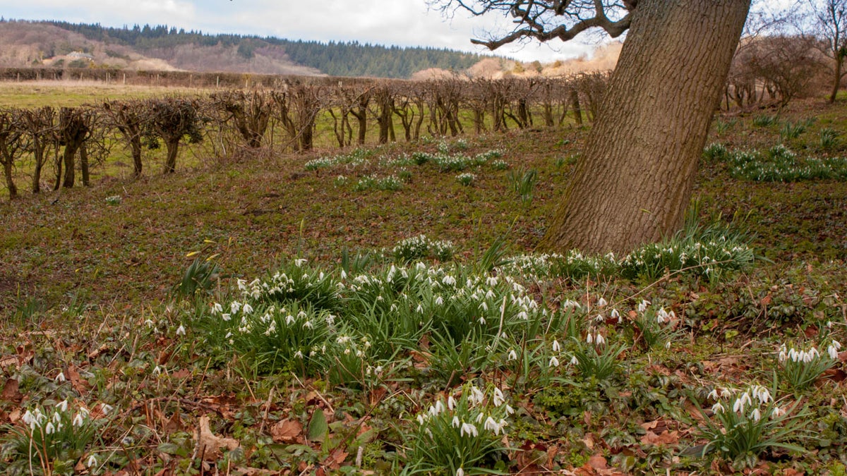 Abinger Roughs snowdrop walk | Surrey | National Trust