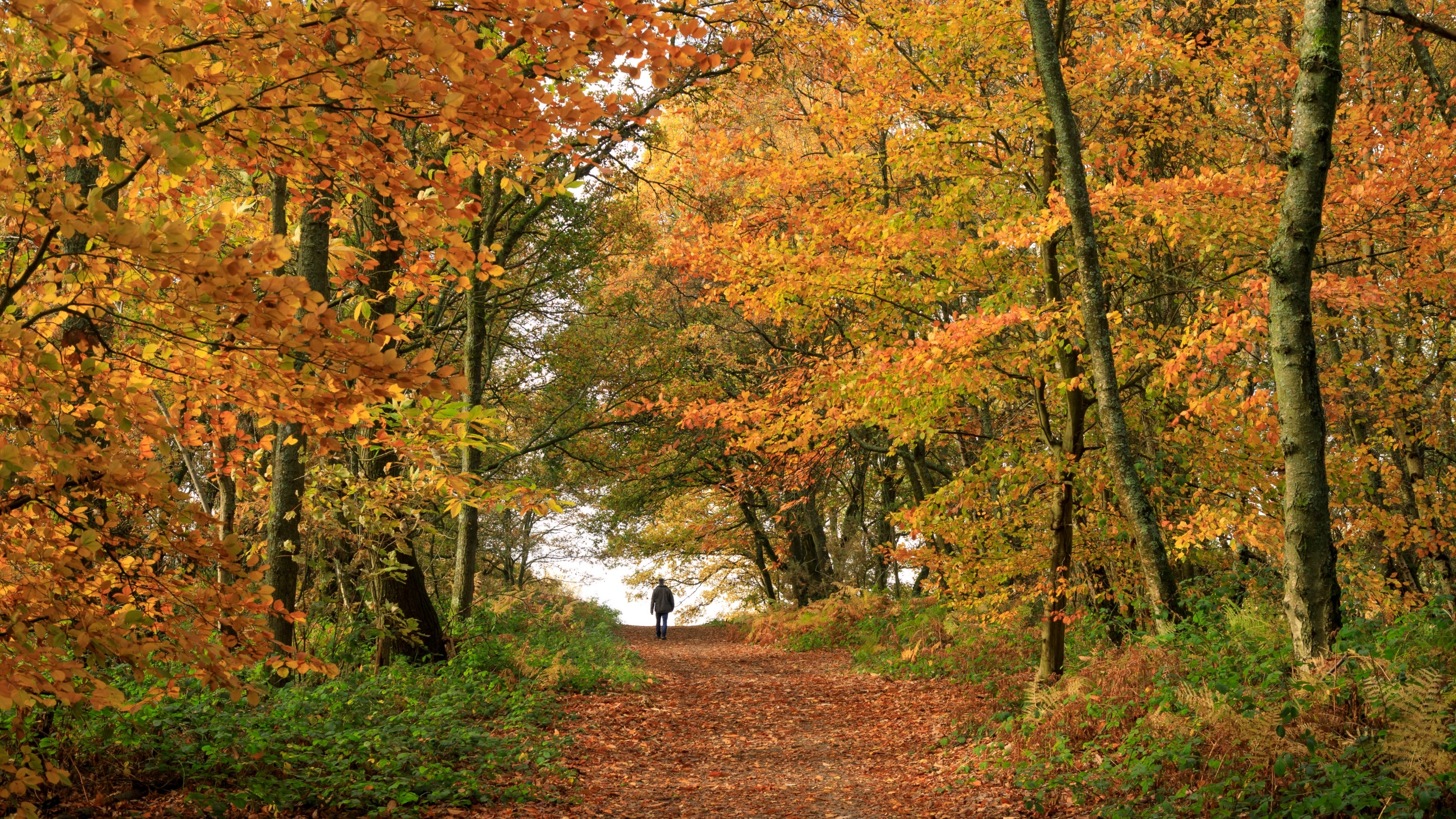 Visitor on a walk in autumn at Abinger Roughs and Netley Park, Surrey