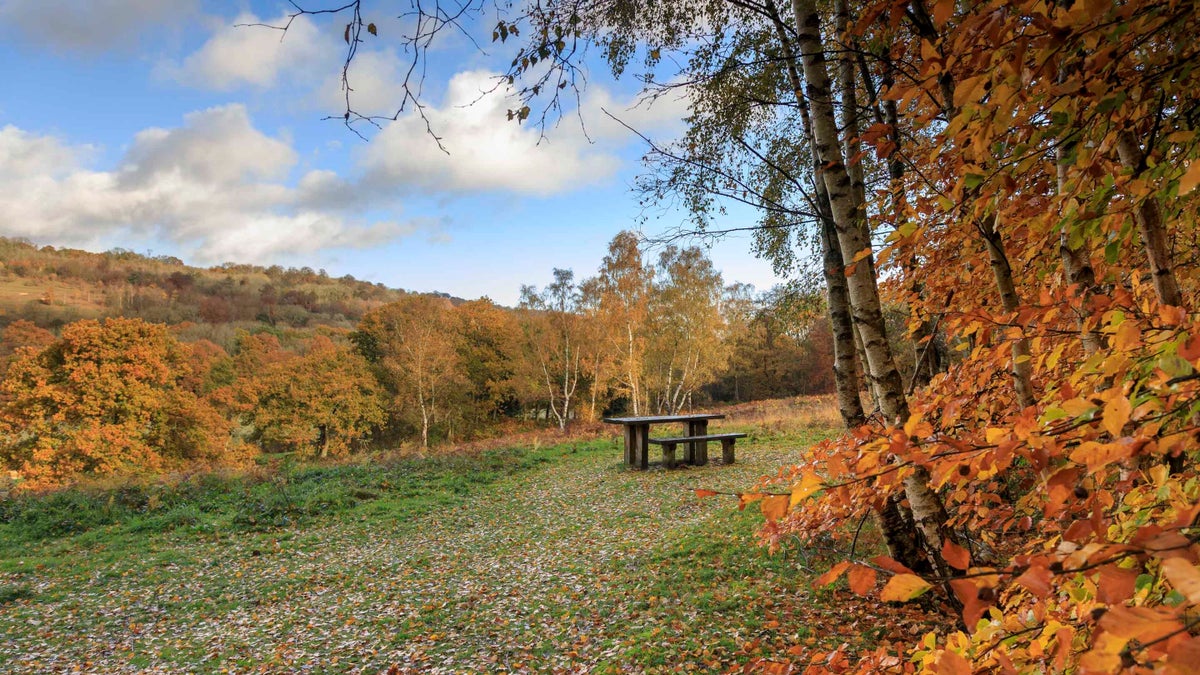 Abinger Roughs and Netley Park | Surrey | National Trust