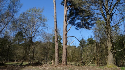 Abinger Roughs tree trail | Surrey | National Trust