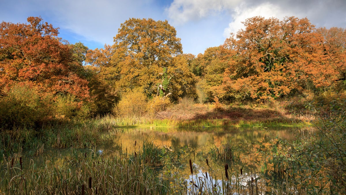 Bookham Commons, from National Trust