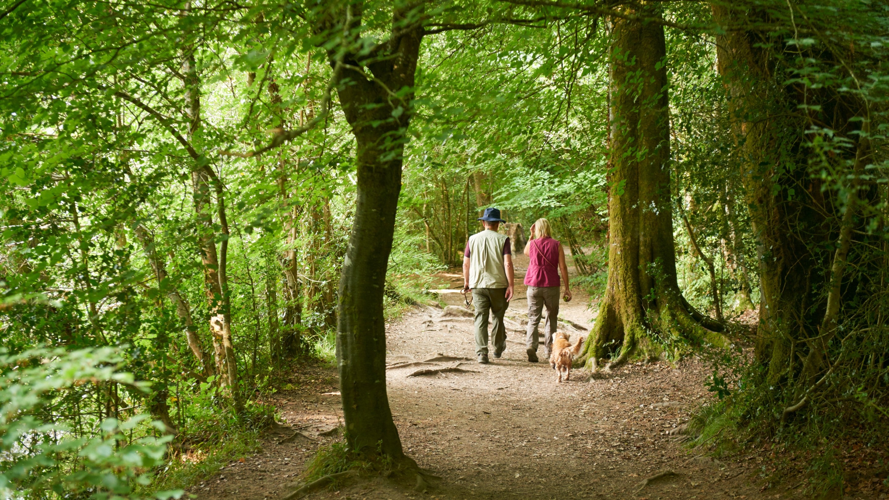 The backs of a man and a woman as they are walking along a woodland path in summer. A golden retriever dog follows closely behind