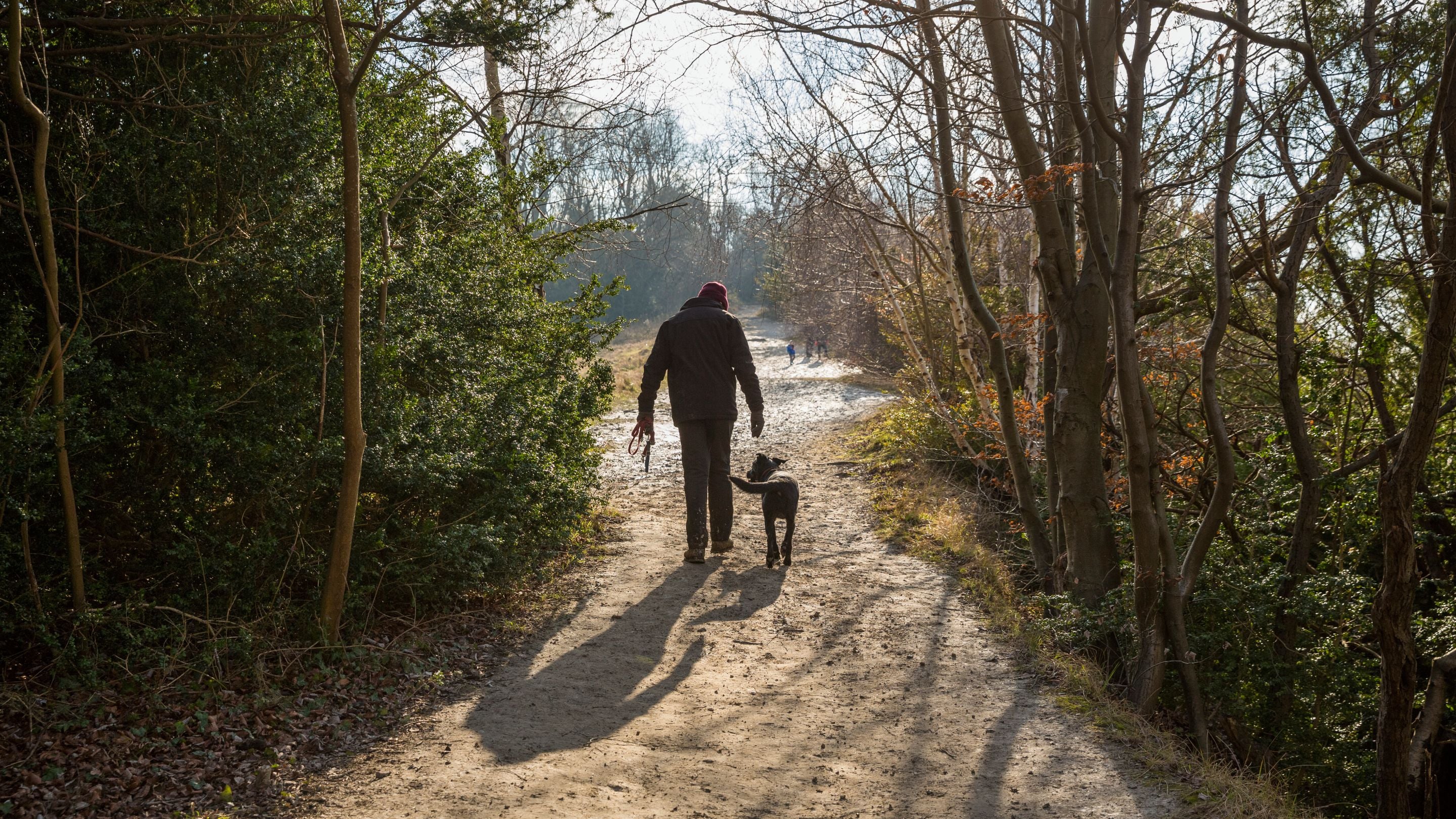 Visitor walking with his dogs at Box Hill, Surrey