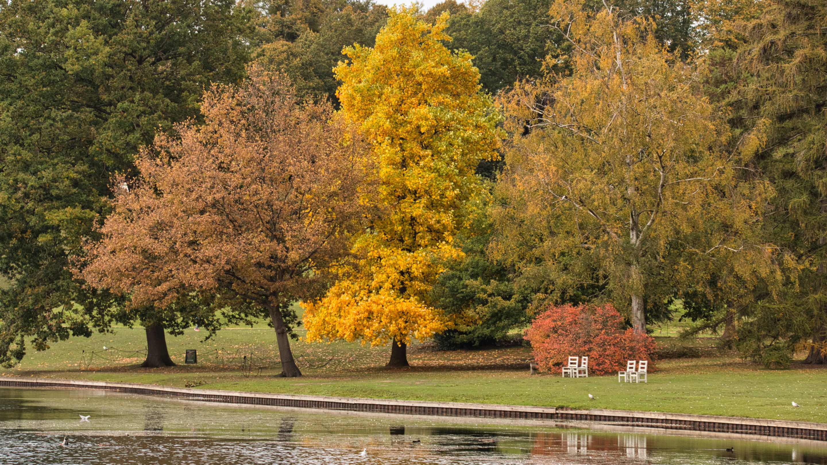 Trees at Claremont Landscape Garden displaying golden brown autumn colours against a backdrop of evergreen conifers.