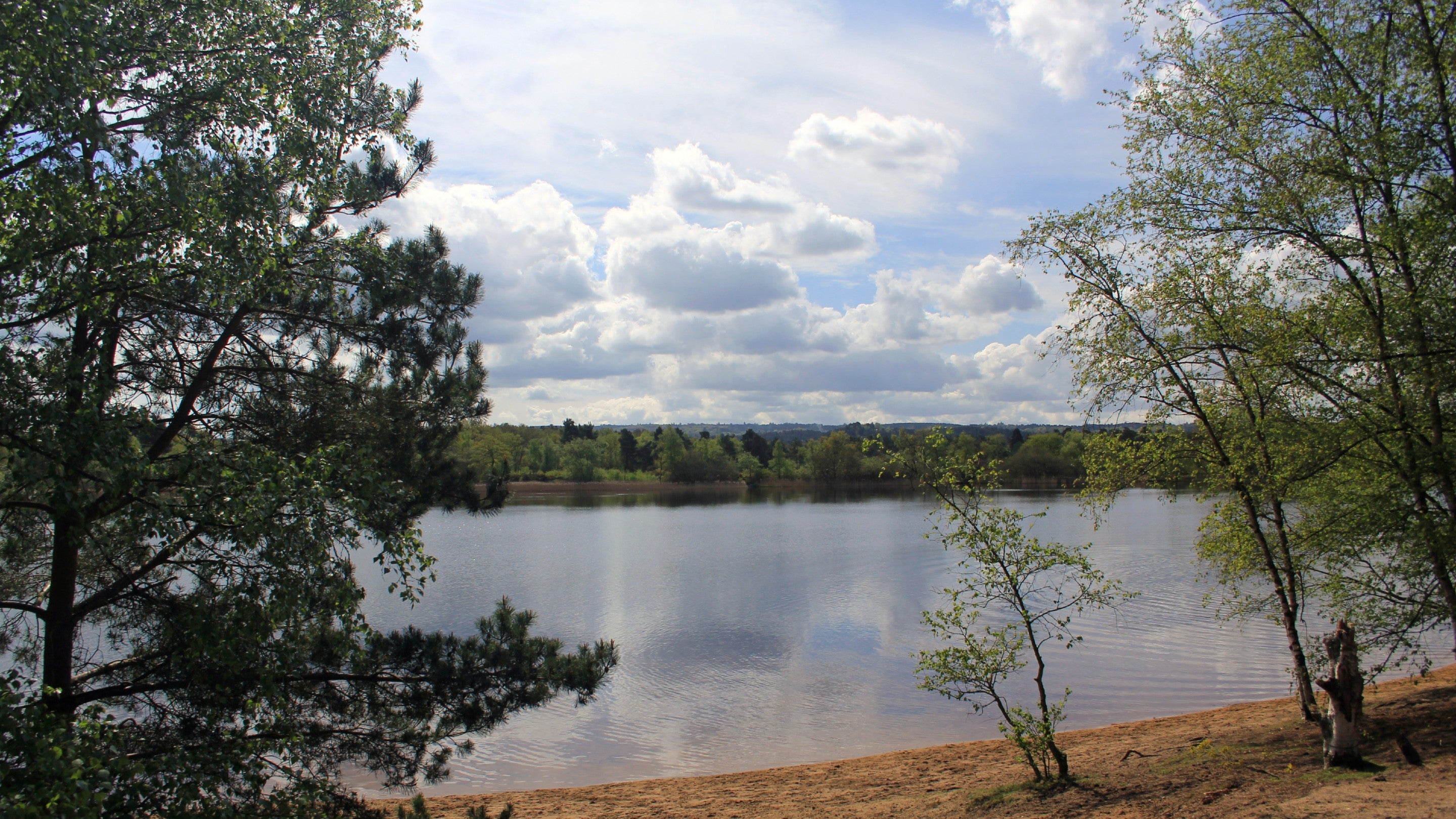 Pond in summer surrounded by trees and a sandy area.